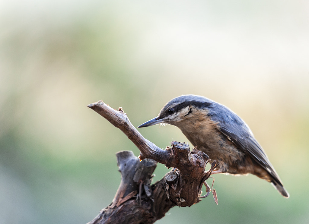 Sigma 50-500mm F4.5-6.3 DG OS HSM sample photo. Trepador photography