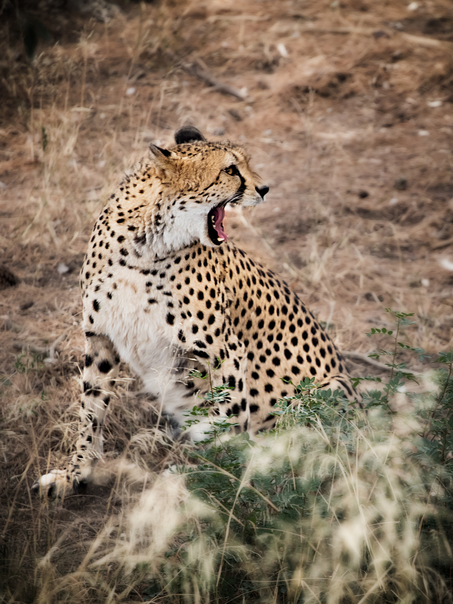 Canon EOS 80D + Canon EF 70-200mm F4L USM sample photo. Angry cheetah? photography