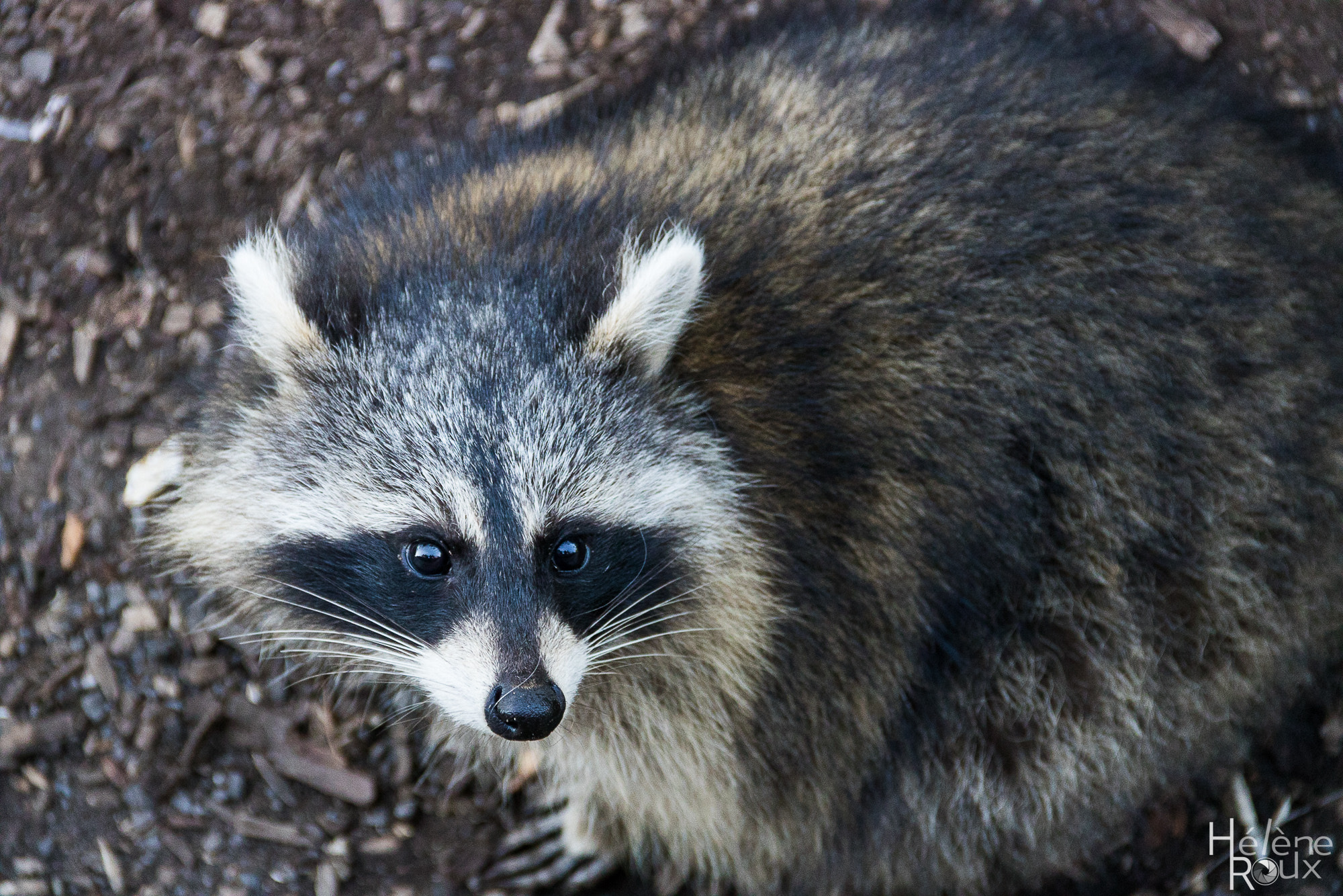Canon EOS 760D (EOS Rebel T6s / EOS 8000D) sample photo. Racoon photography
