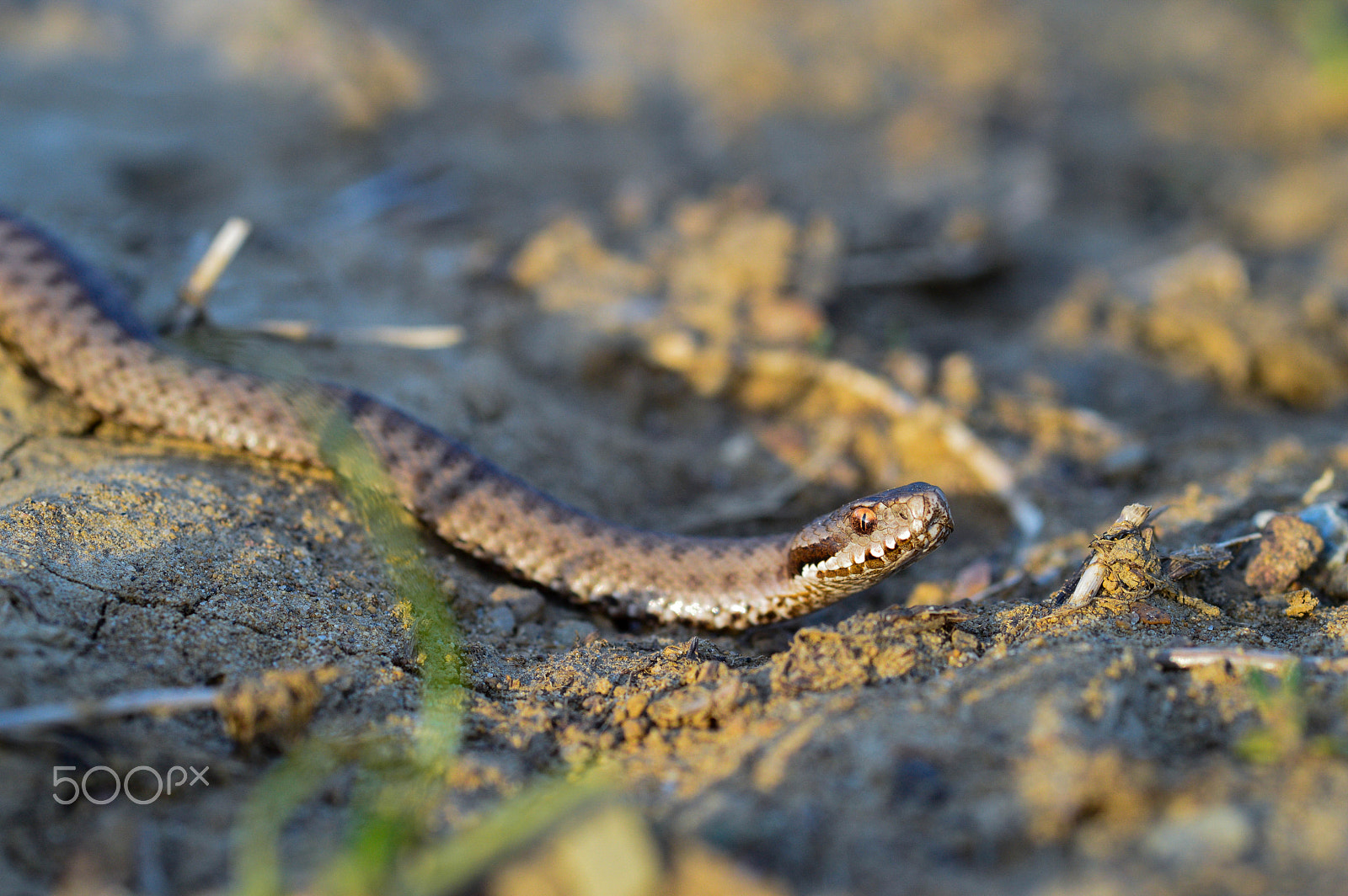 Nikon D3200 + Sigma 105mm F2.8 EX DG Macro sample photo. Vipera berus photography