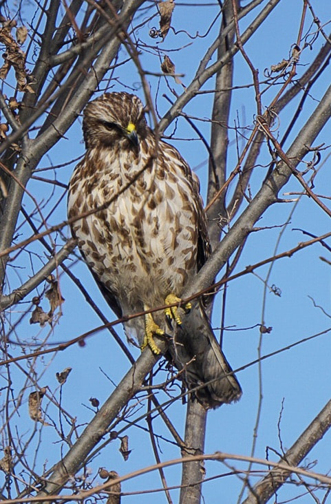 Sony a6300 sample photo. Hawk photography