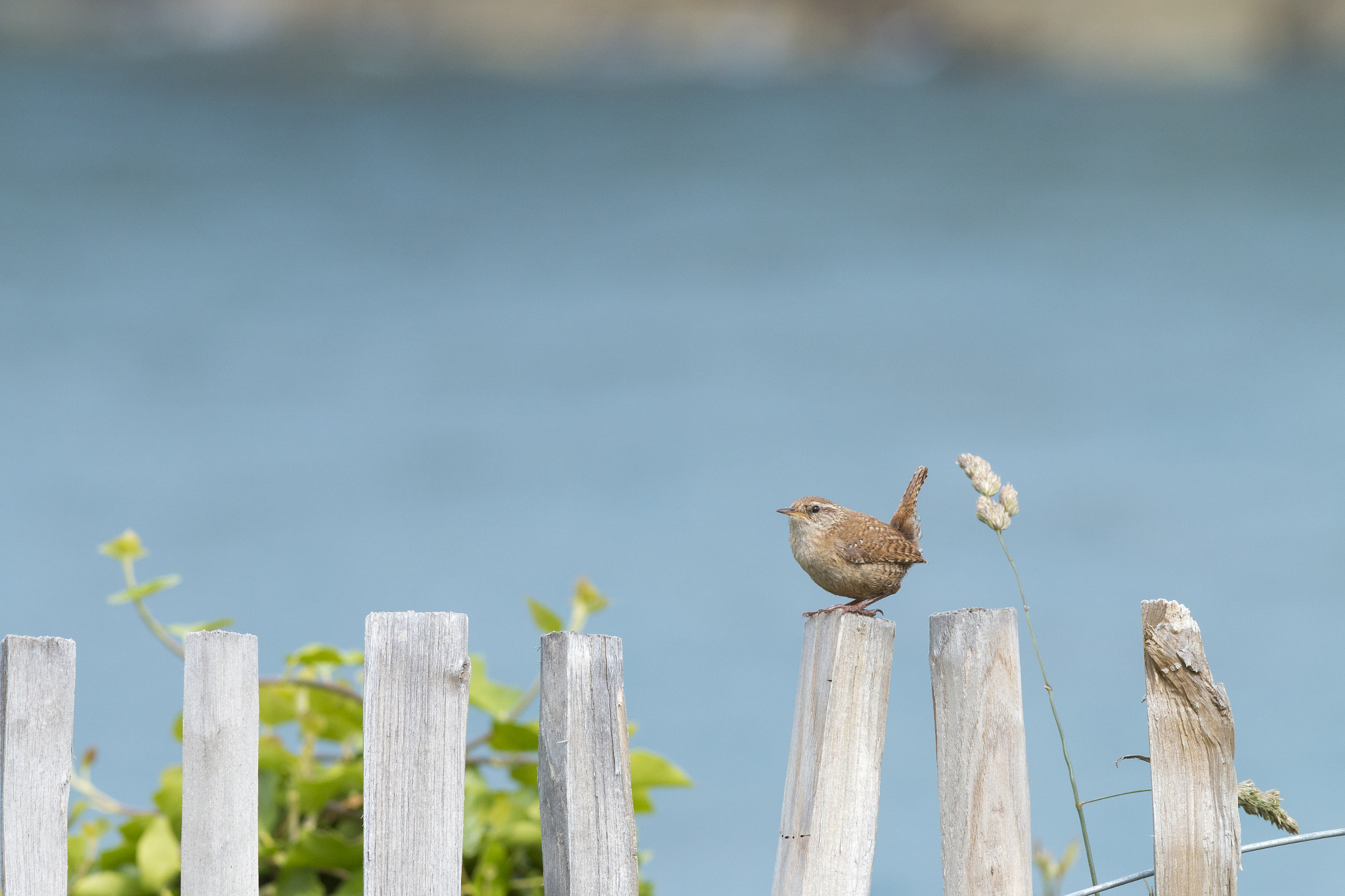 Canon EOS 70D + Canon EF 300mm F4L IS USM sample photo. Troglodyte mignon photography