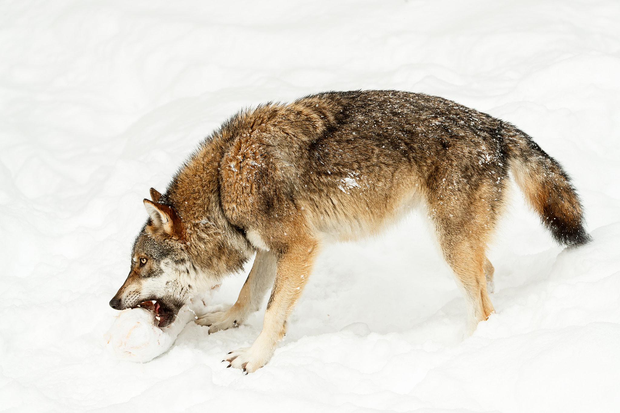 Canon EOS-1D X Mark II + Canon EF 200-400mm F4L IS USM Extender 1.4x sample photo. Wolf's meal 2 photography
