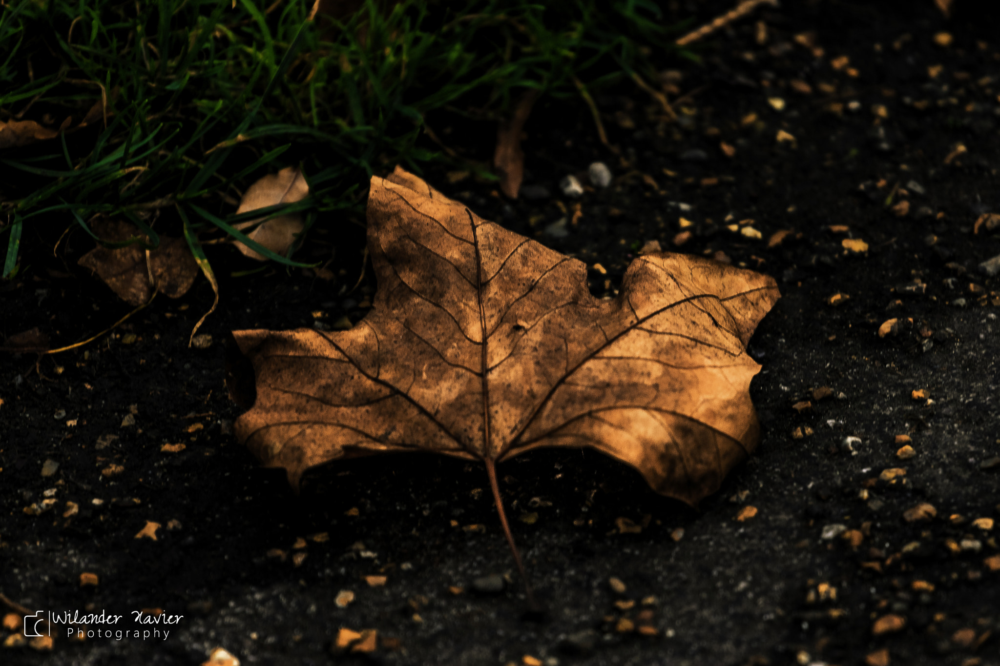 Canon EOS 650D (EOS Rebel T4i / EOS Kiss X6i) + Canon EF 70-200mm F4L USM sample photo. Winter ahead... photography