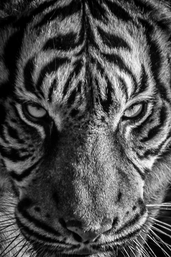 Nikon D5500 + Sigma 70-300mm F4-5.6 APO DG Macro sample photo. Tiger portrait photography