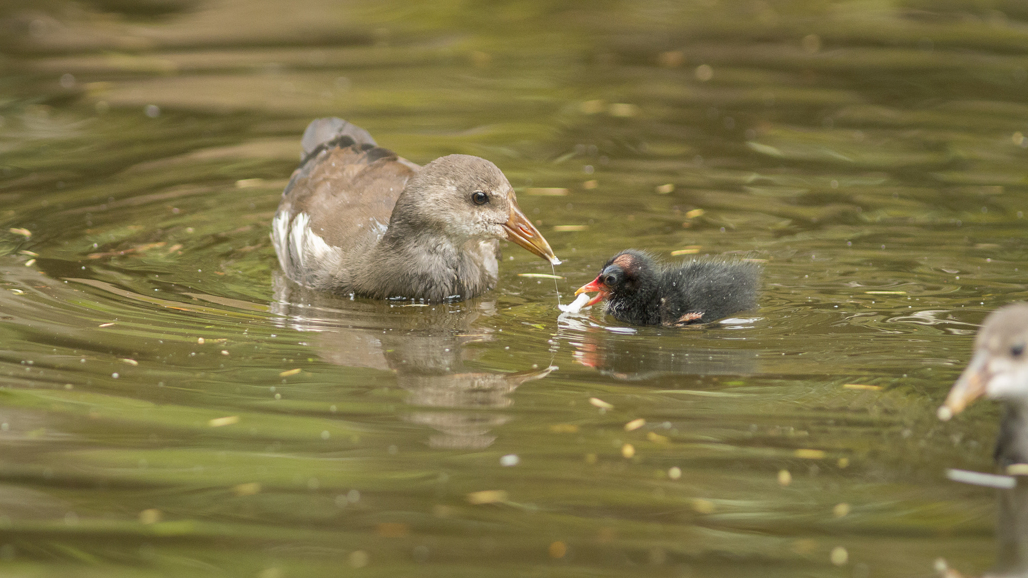 Canon EOS 70D + Canon EF 300mm F4L IS USM sample photo. Aide parentale photography