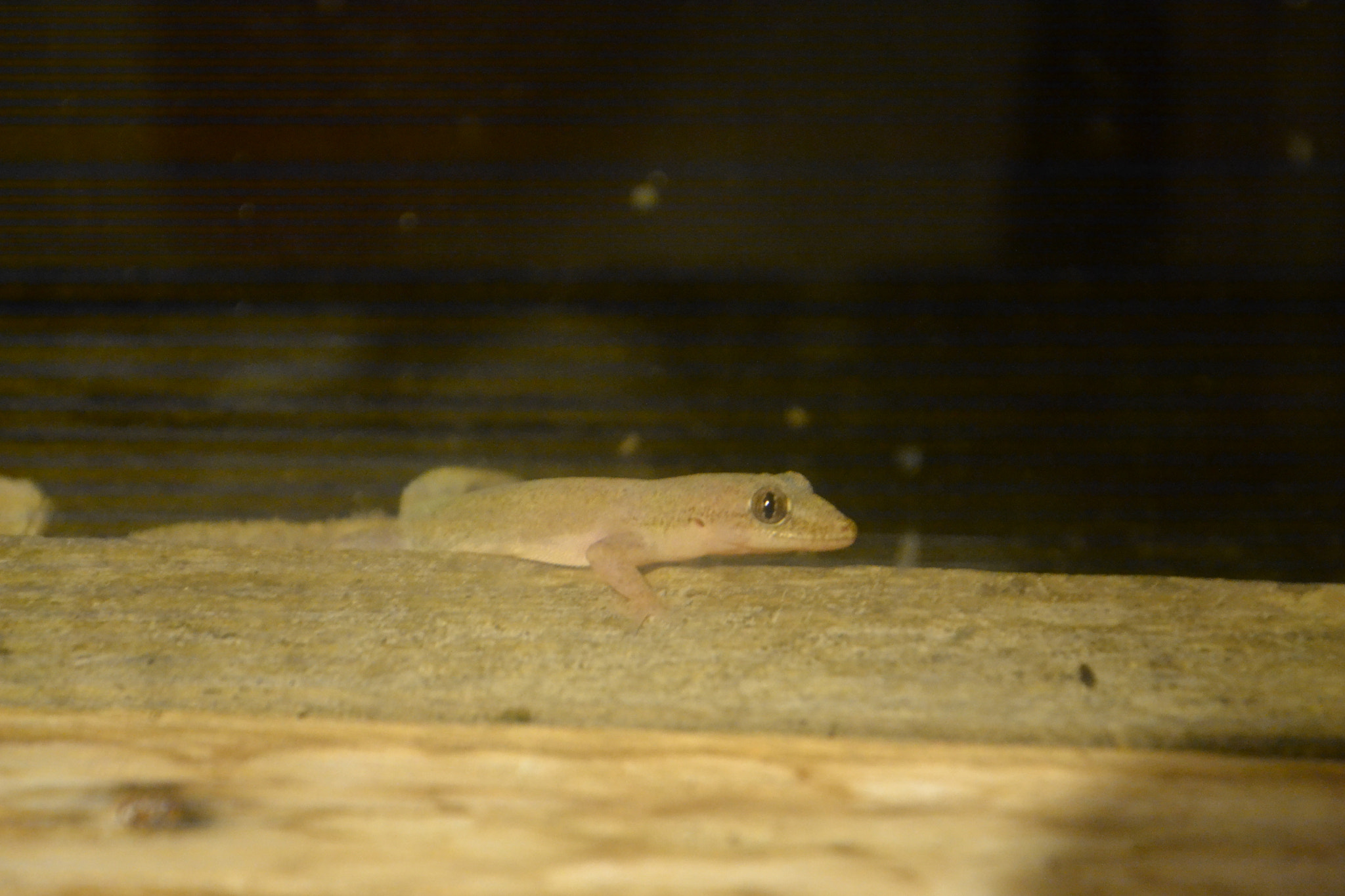 Nikon D3100 + Sigma 18-50mm F2.8-4.5 DC OS HSM sample photo. Young gecko hunting by the light photography