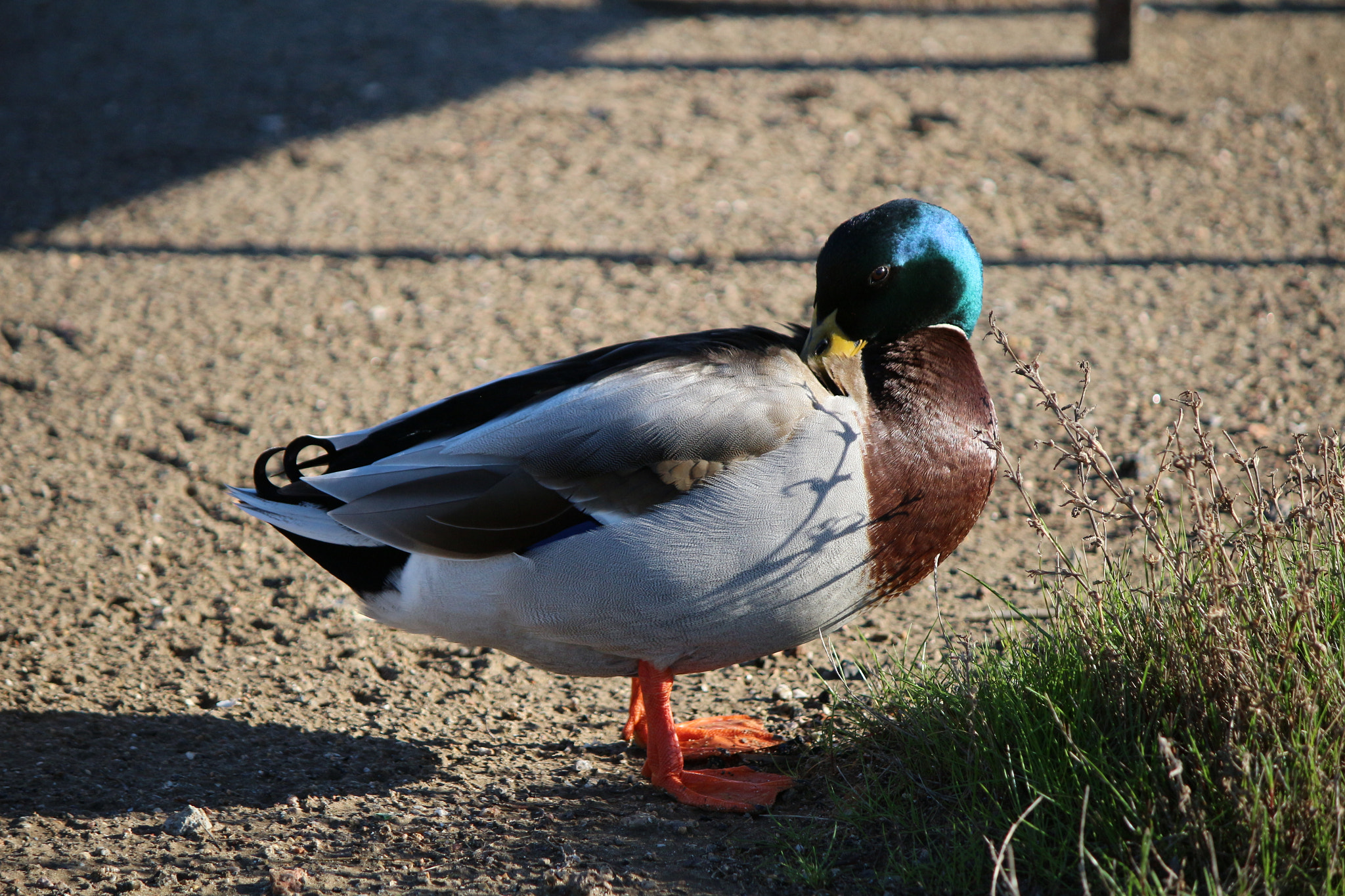 Canon EF-S 55-250mm F4-5.6 IS sample photo. Pisolino photography