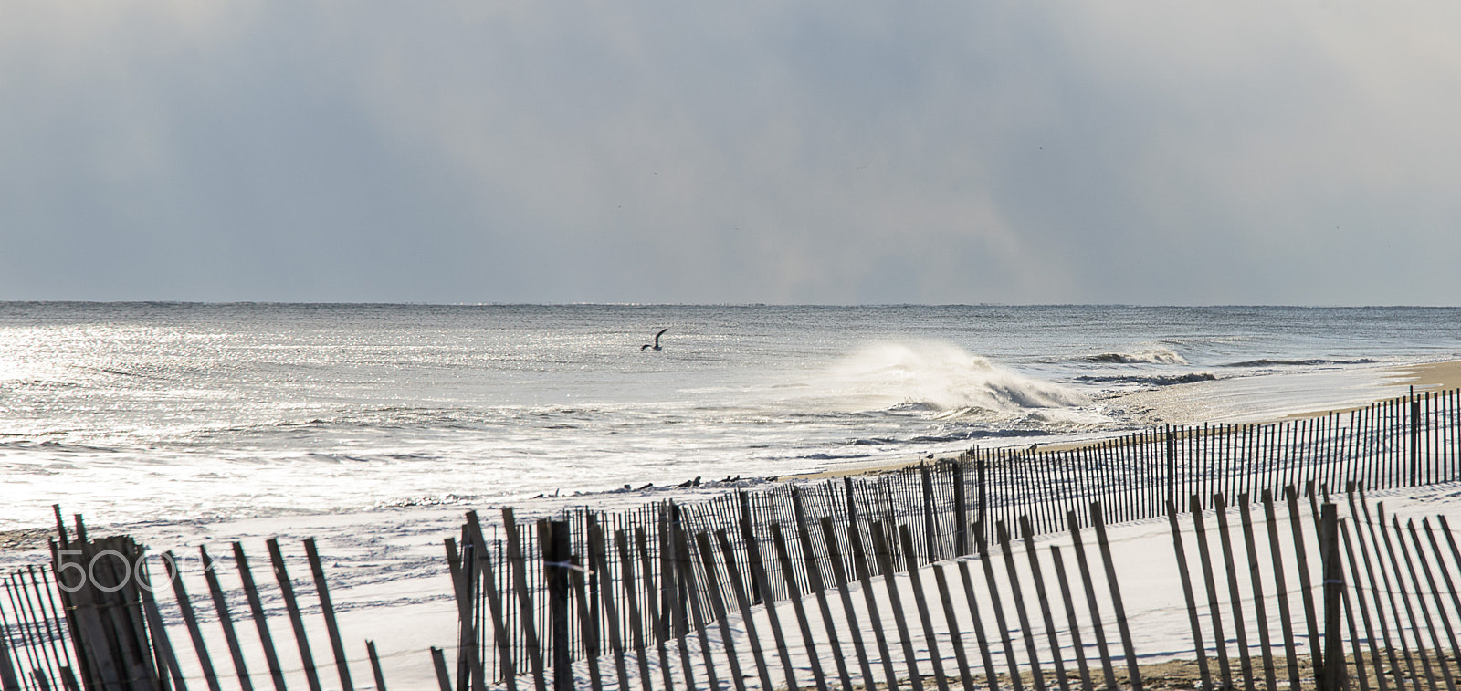 Nikon D810 + Sigma 24-105mm F4 DG OS HSM Art sample photo. The bird and the wave photography