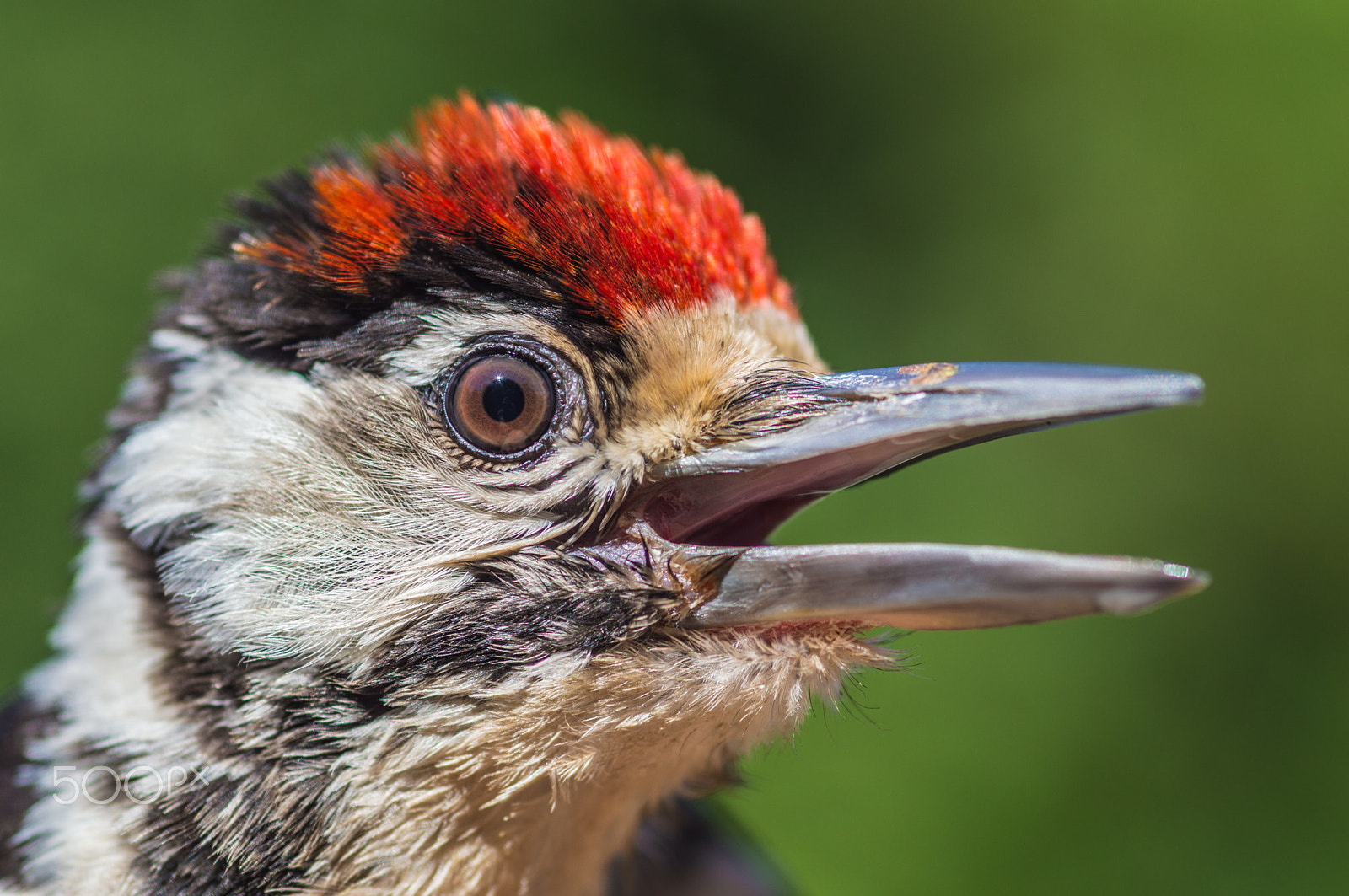 Nikon D3200 + Sigma 105mm F2.8 EX DG Macro sample photo. Dendrocopus major photography