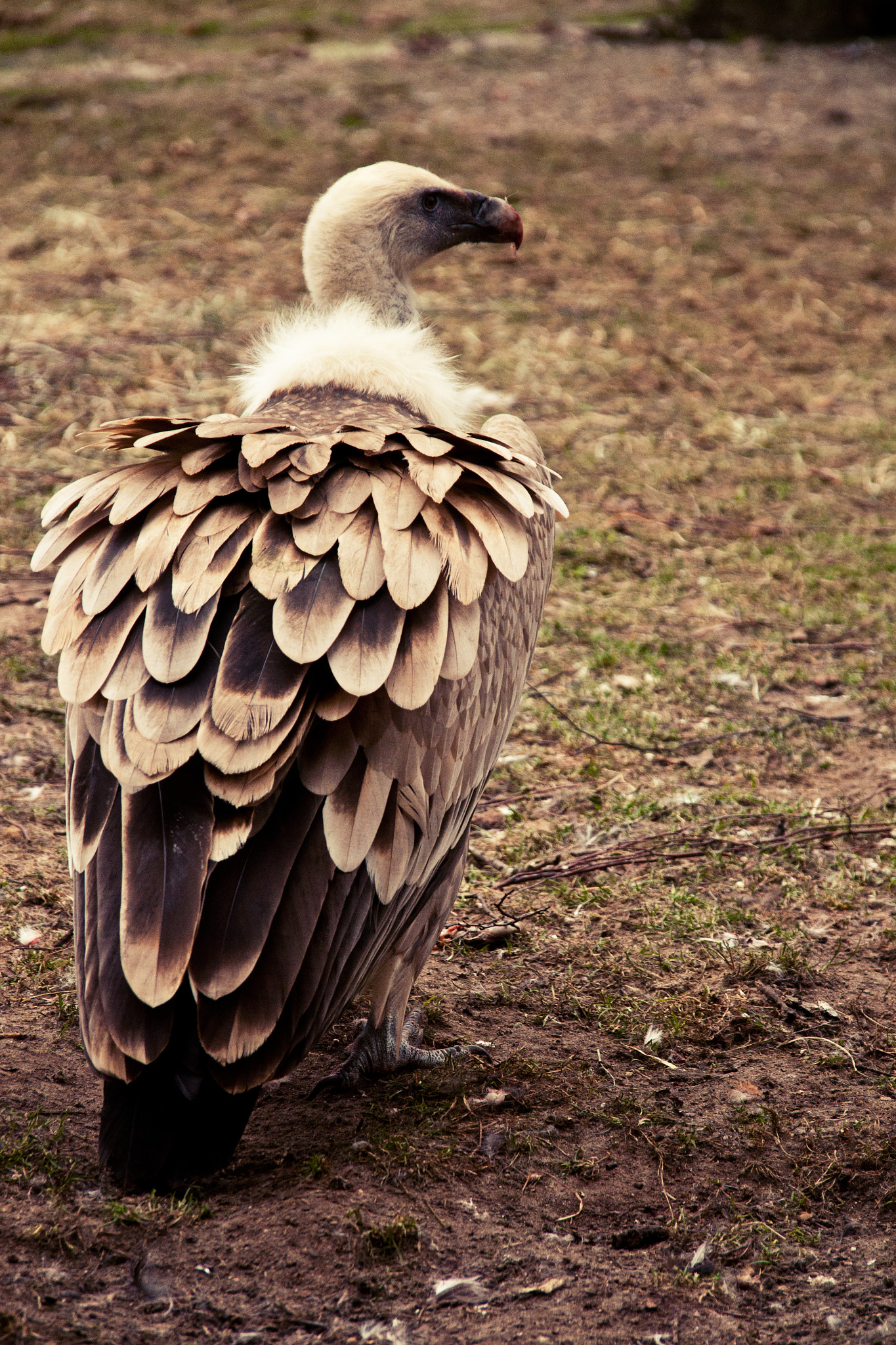 Nikon D5000 sample photo. Vulture photography