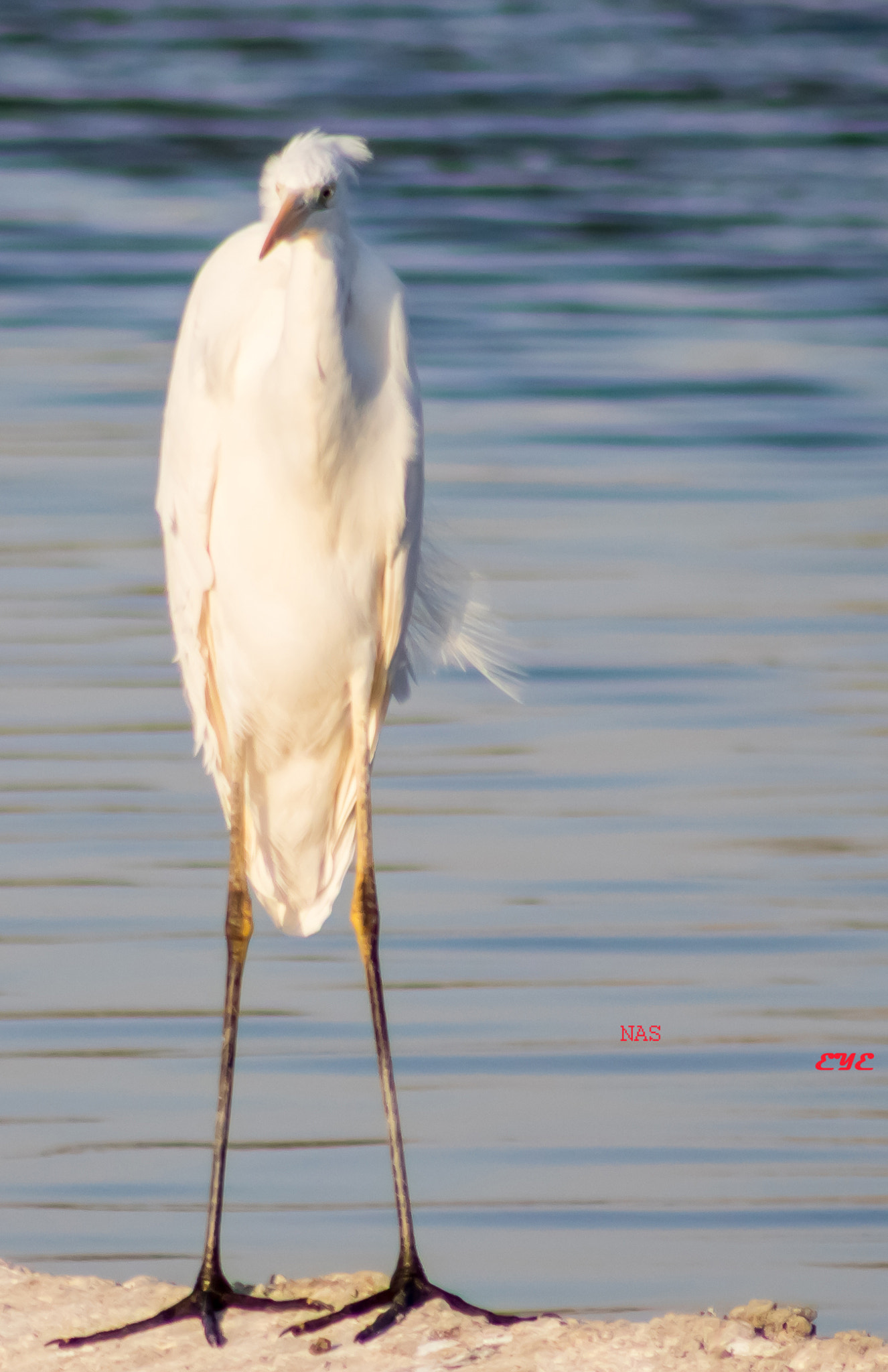 Canon EOS 750D (EOS Rebel T6i / EOS Kiss X8i) + EF75-300mm f/4-5.6 sample photo. Egret photography