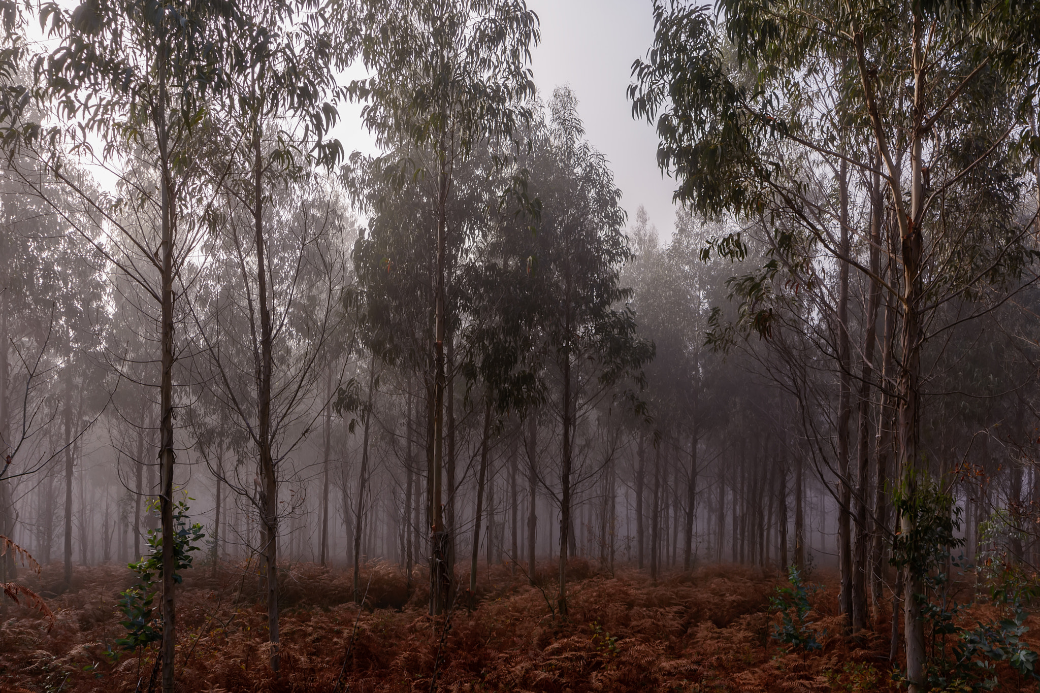 Sigma 10-20mm F4-5.6 EX DC HSM sample photo. La niebla photography
