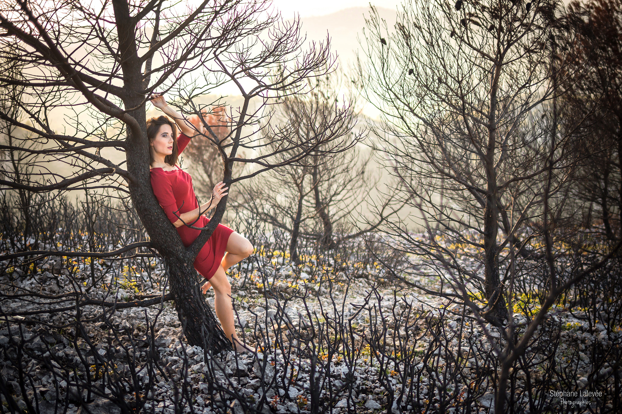 Canon EF 35mm F2 IS USM sample photo. Red wood photography