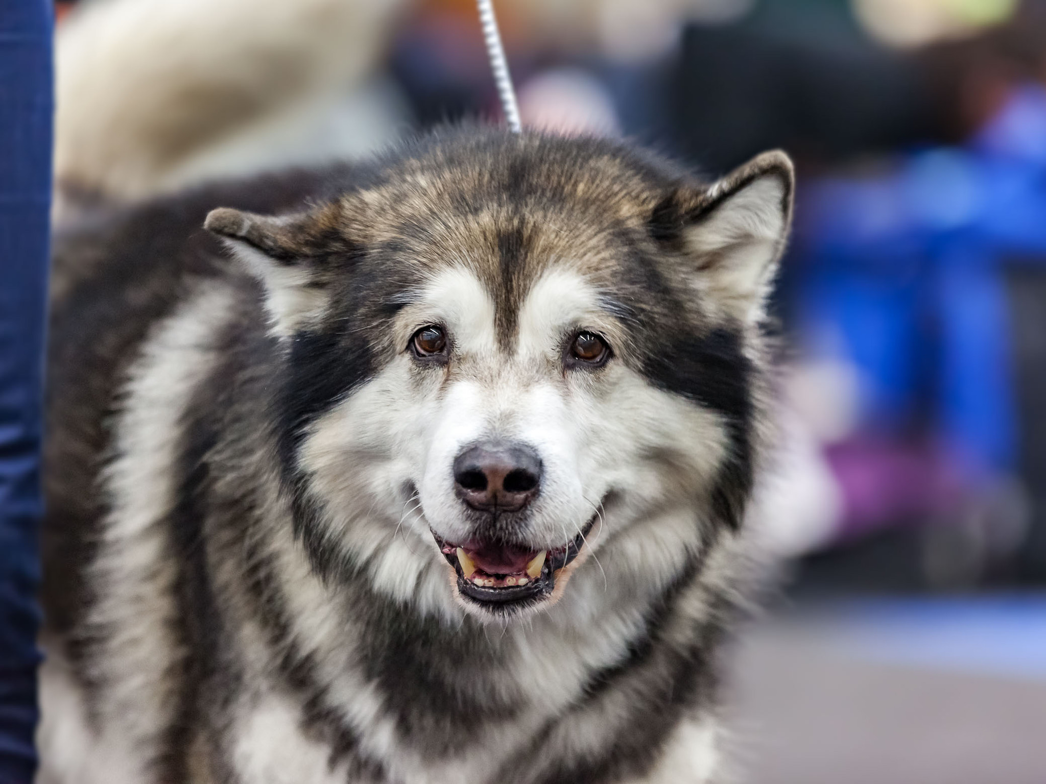 Sigma 70-200mm F2.8 EX DG OS HSM sample photo. Alaskan malamute photography