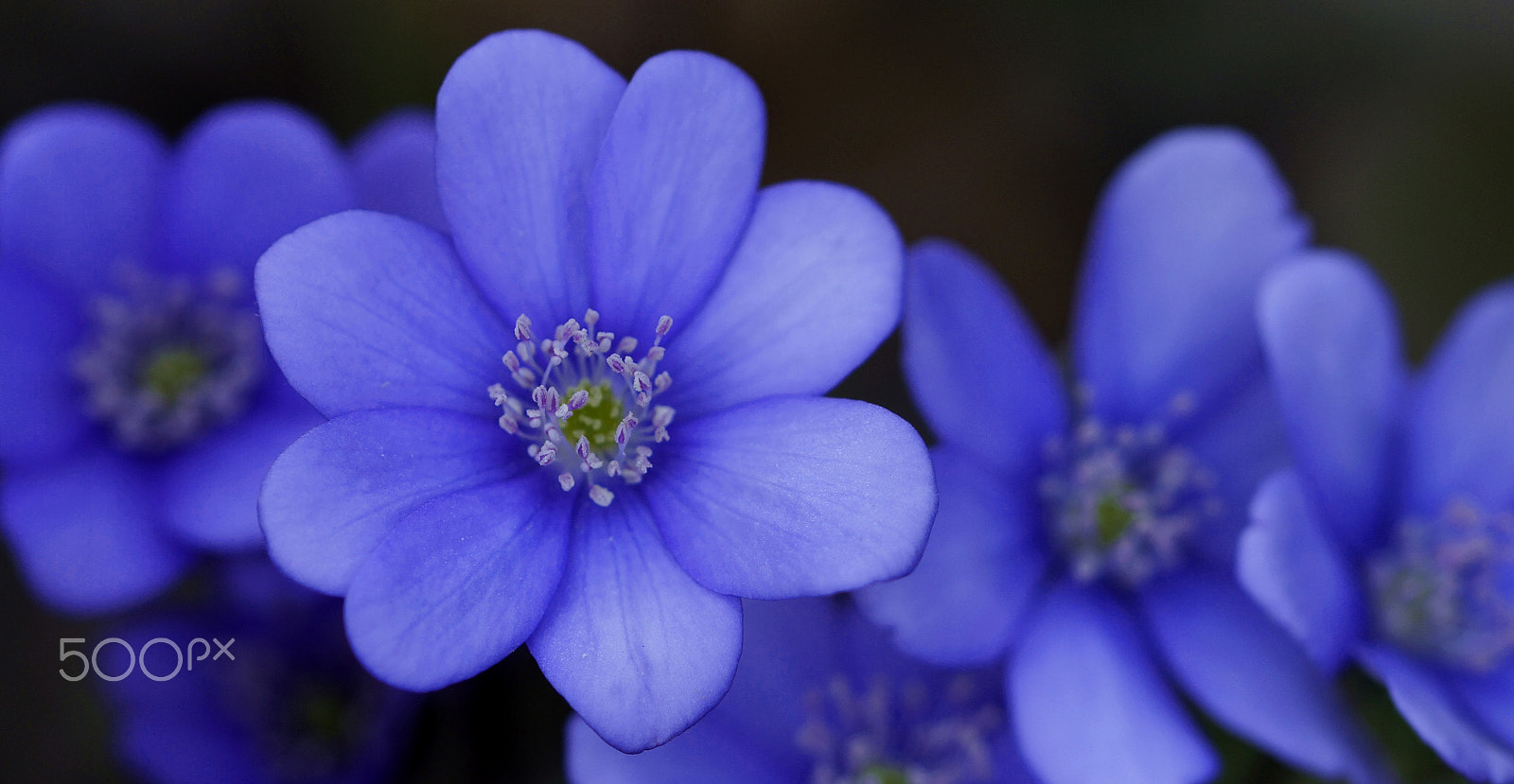 Sony SLT-A57 + 90mm F2.8 Macro SSM sample photo. Blue flowers photography