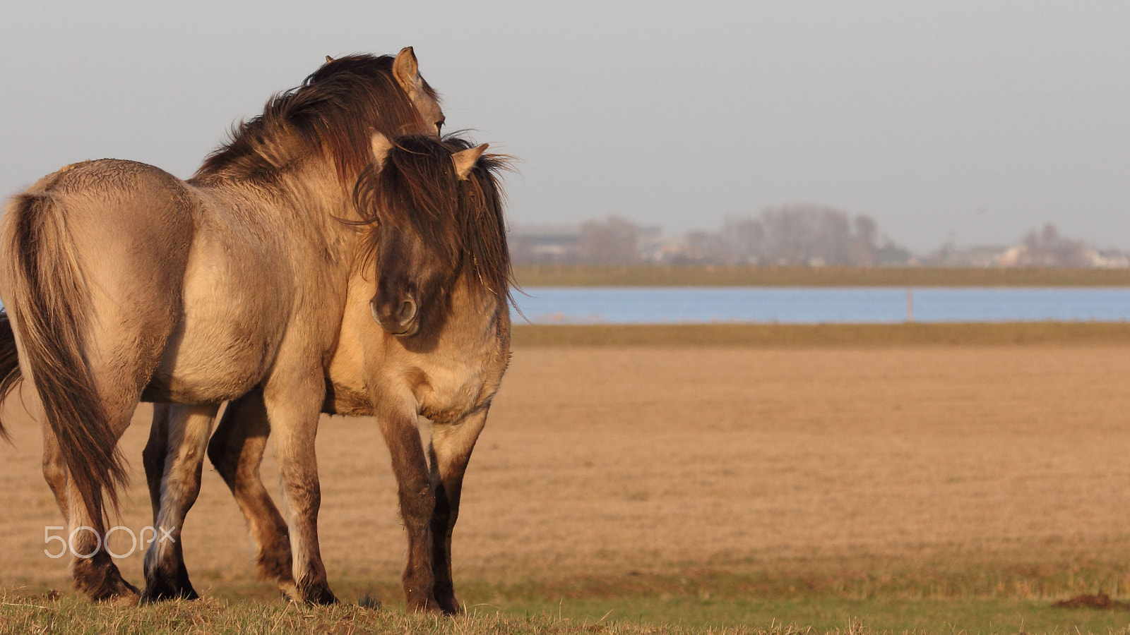 Canon EOS 60D + Canon EF 100-400mm F4.5-5.6L IS USM sample photo. Lovely couple photography