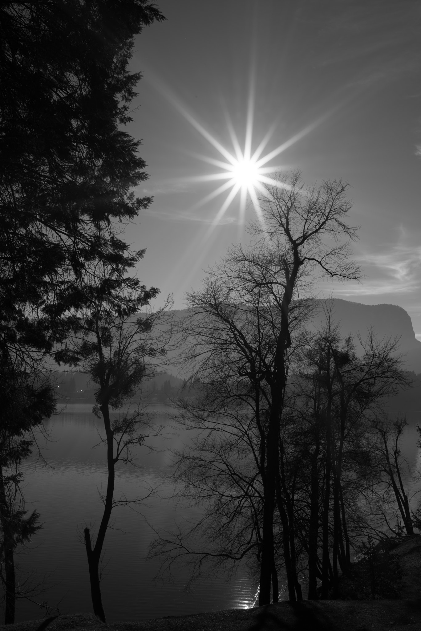 Nikon D810 + Nikon AF Nikkor 35mm F2D sample photo. Trees in the sun photography