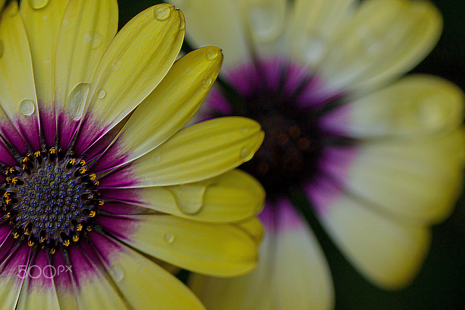 Canon EOS 100D (EOS Rebel SL1 / EOS Kiss X7) sample photo. Teardrops photography