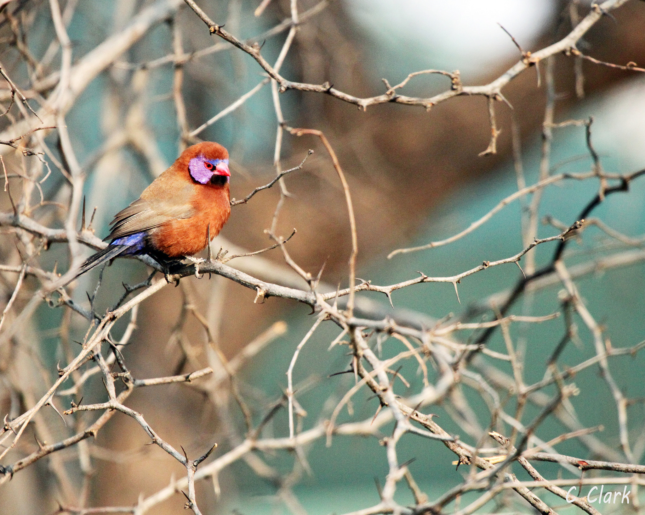 Canon EF 100-400mm F4.5-5.6L IS USM sample photo. Violet-eared waxbill photography