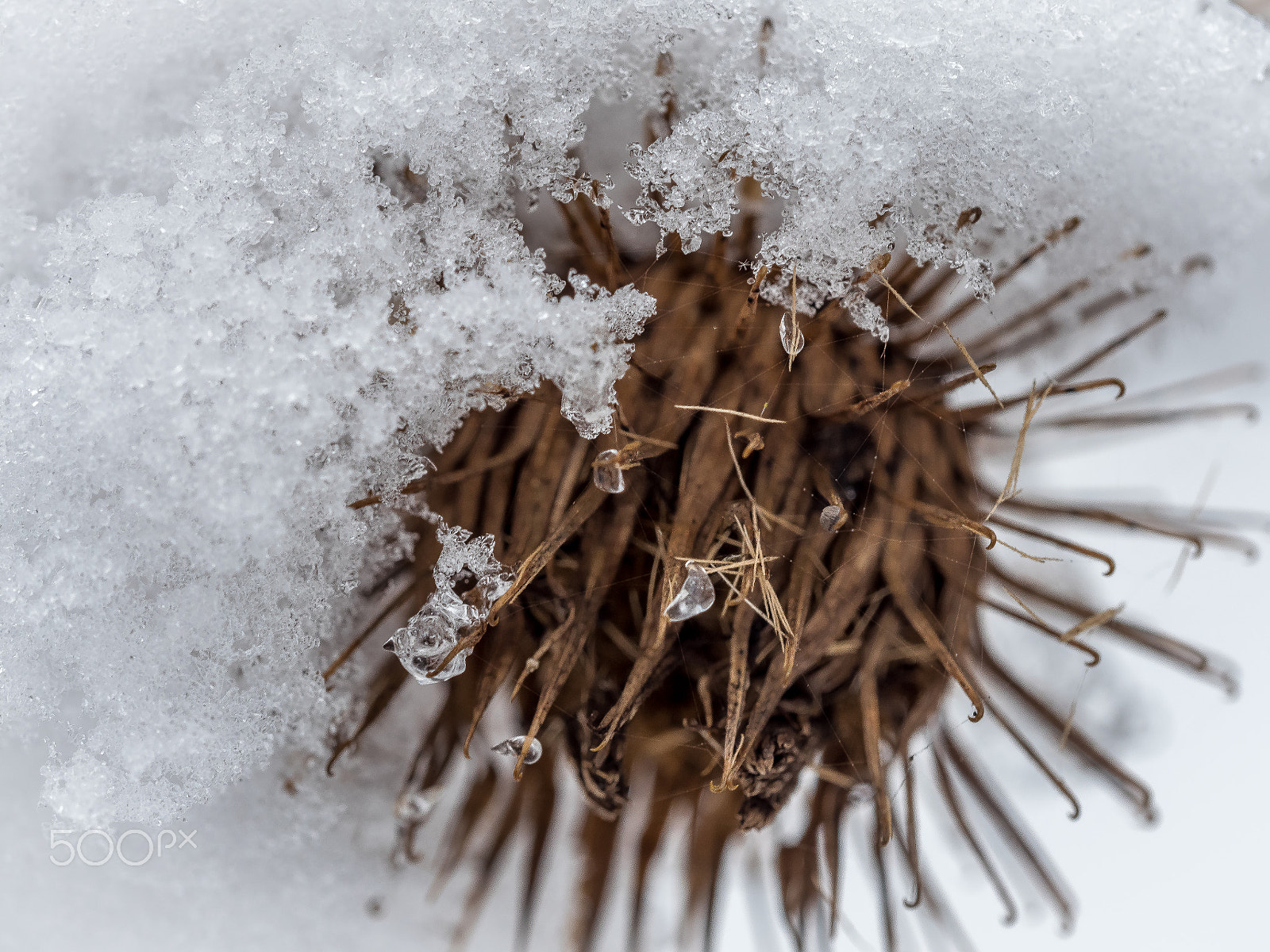 Olympus M.Zuiko Digital ED 60mm F2.8 Macro sample photo. Frozen thistle photography
