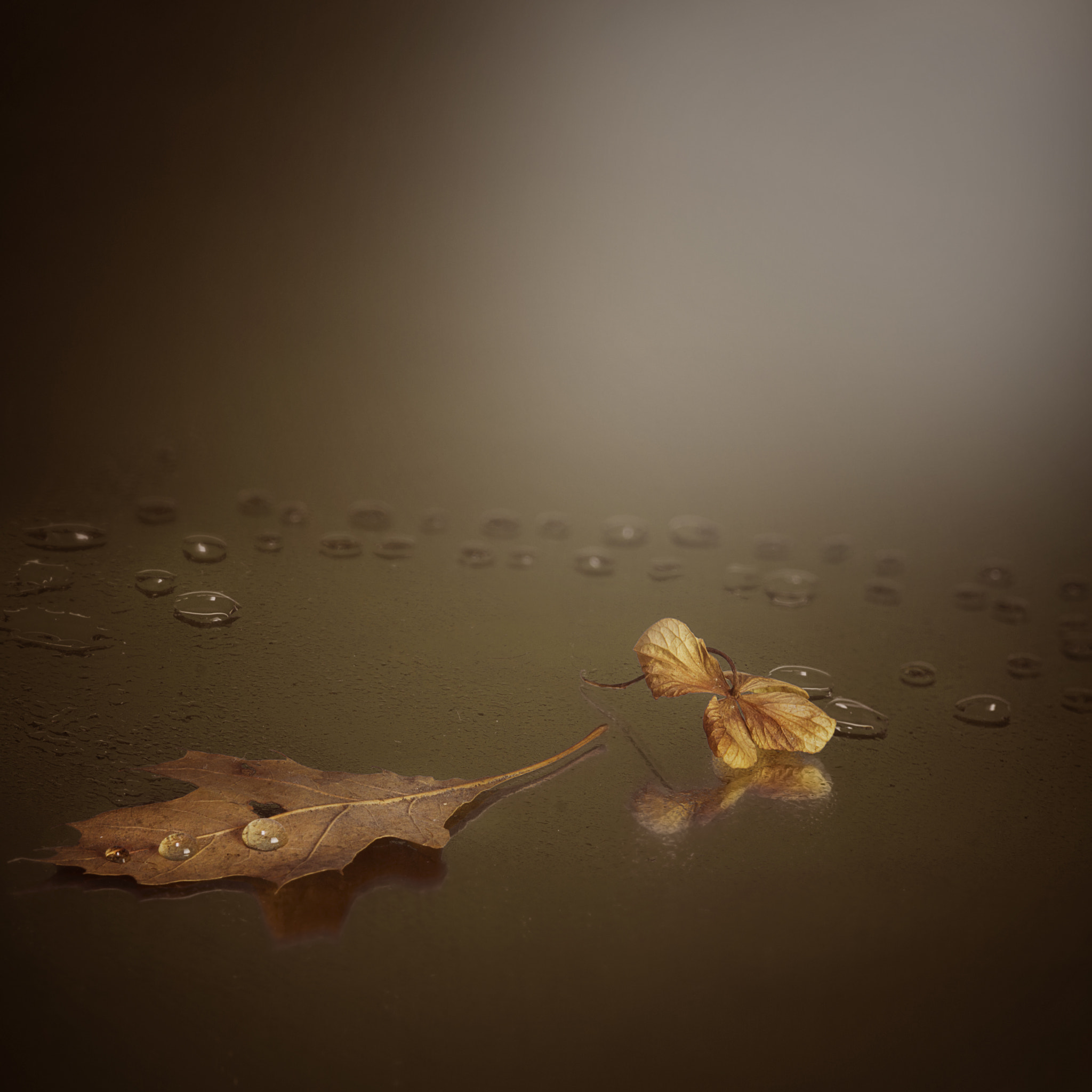 Canon EF-S 55-250mm F4-5.6 IS STM sample photo. Drops of autumn photography