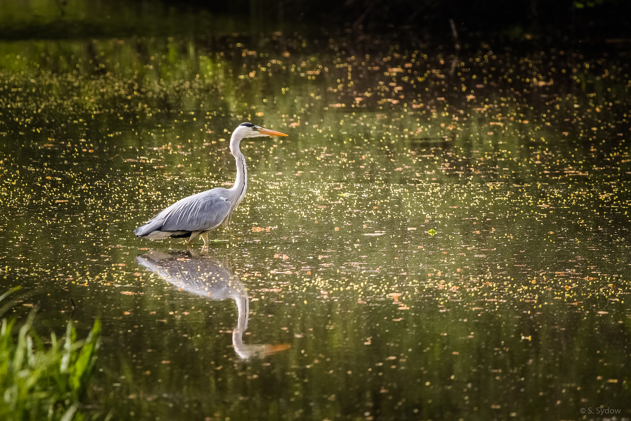 Canon EF 100-400mm F4.5-5.6L IS USM sample photo. Grey heron photography