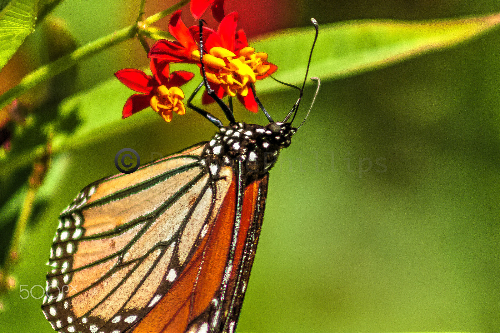 Canon EF 75-300mm f/4-5.6 USM sample photo. Another point of view photography