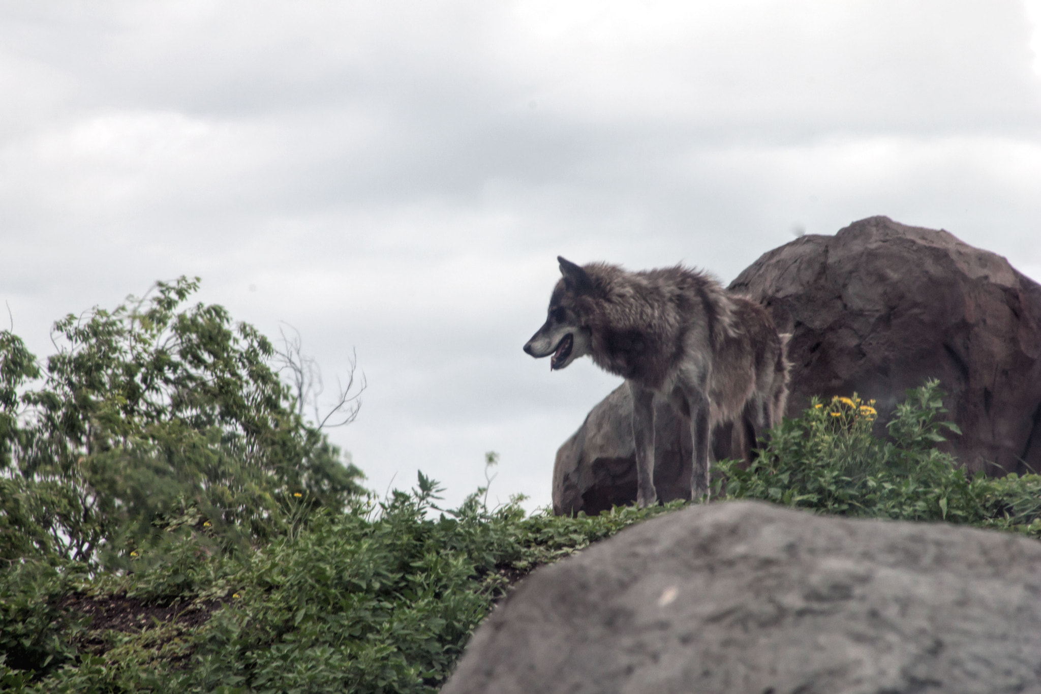 Canon EF 75-300mm f/4-5.6 USM sample photo. Img hhhh photography