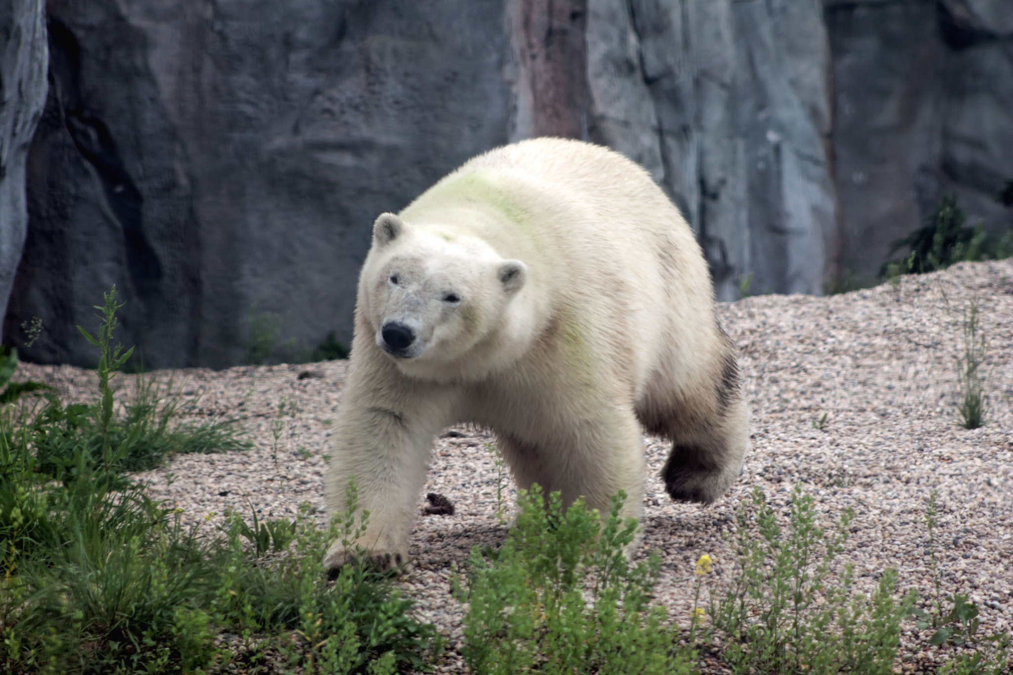 Canon EF 75-300mm f/4-5.6 USM sample photo. Gggg photography