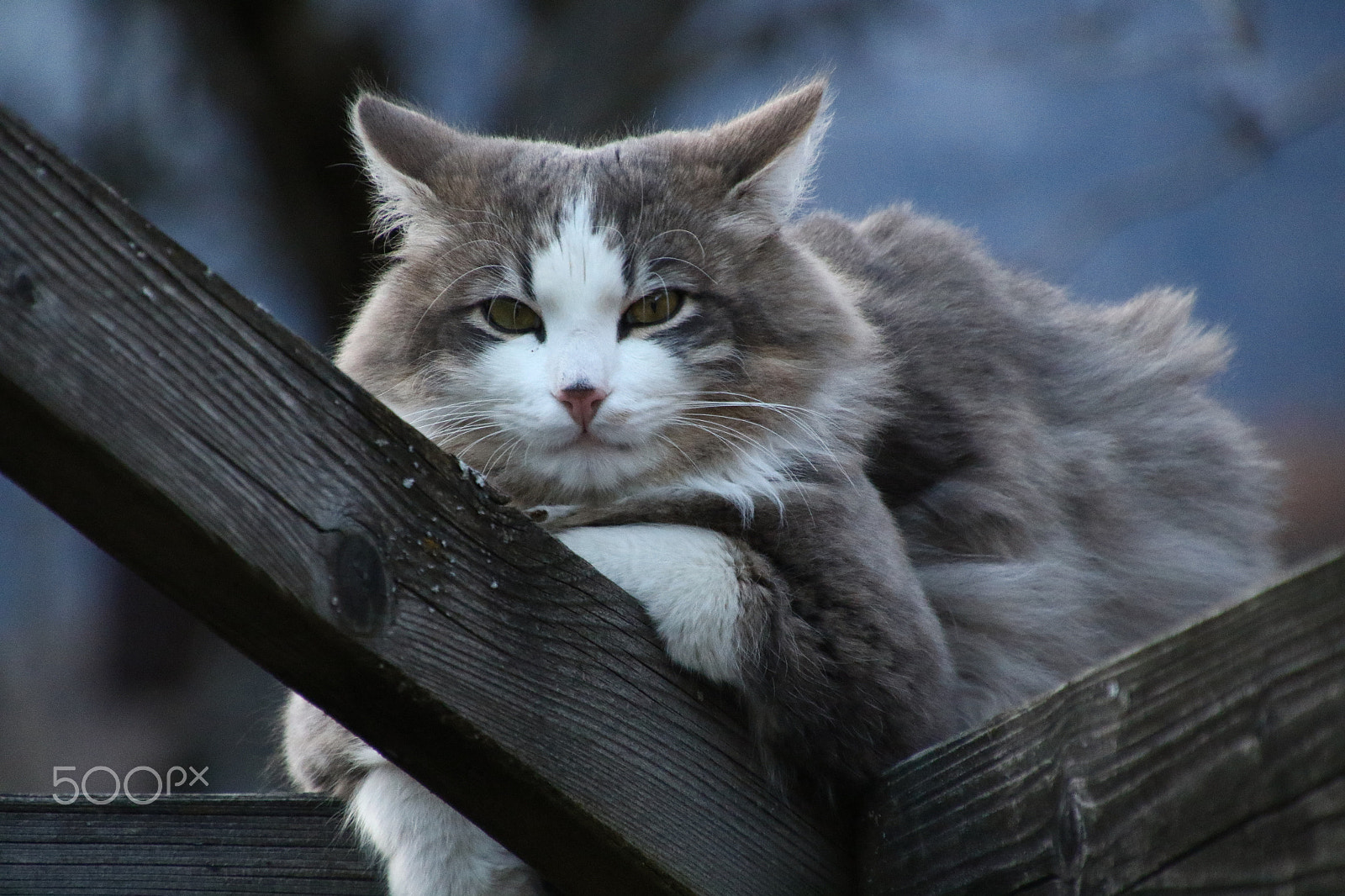 Canon EOS 7D Mark II + Canon TAMRON 16-300mm F/3.5-6.3 Di II VC PZD B016 sample photo. Relaxing cat photography