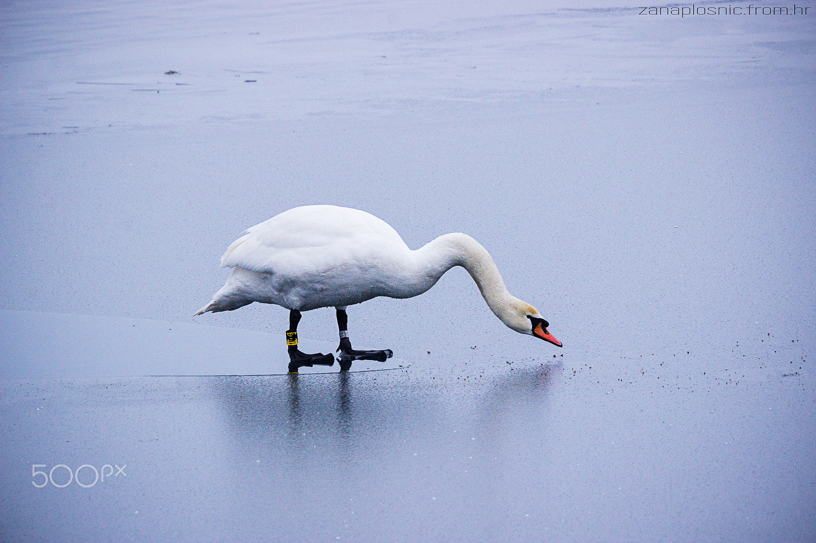 Canon EOS 600D (Rebel EOS T3i / EOS Kiss X5) sample photo. A swan on frozen lake photography