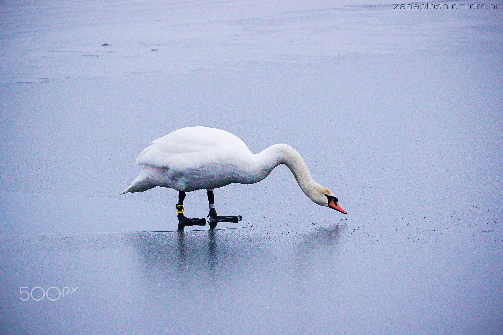 Tamron SP 35mm F1.8 Di VC USD sample photo. A swan on frozen lake photography