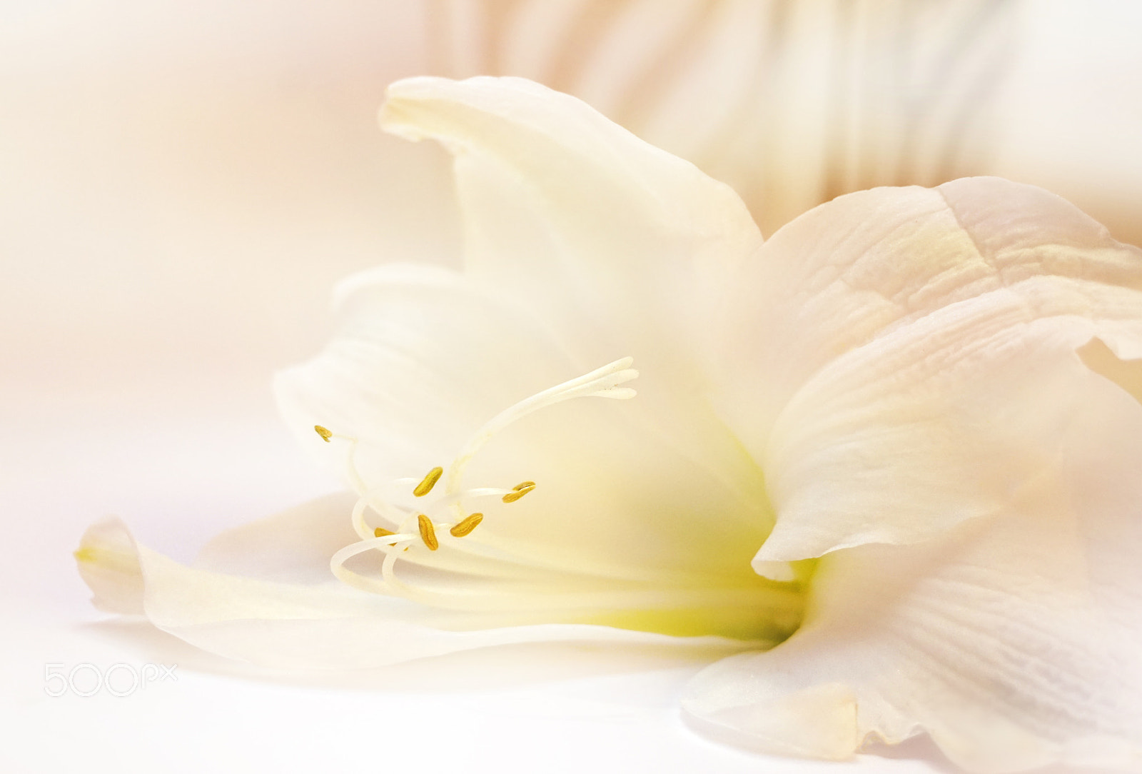 Sony E 18-200mm F3.5-6.3 OSS sample photo. White blossom dream photography