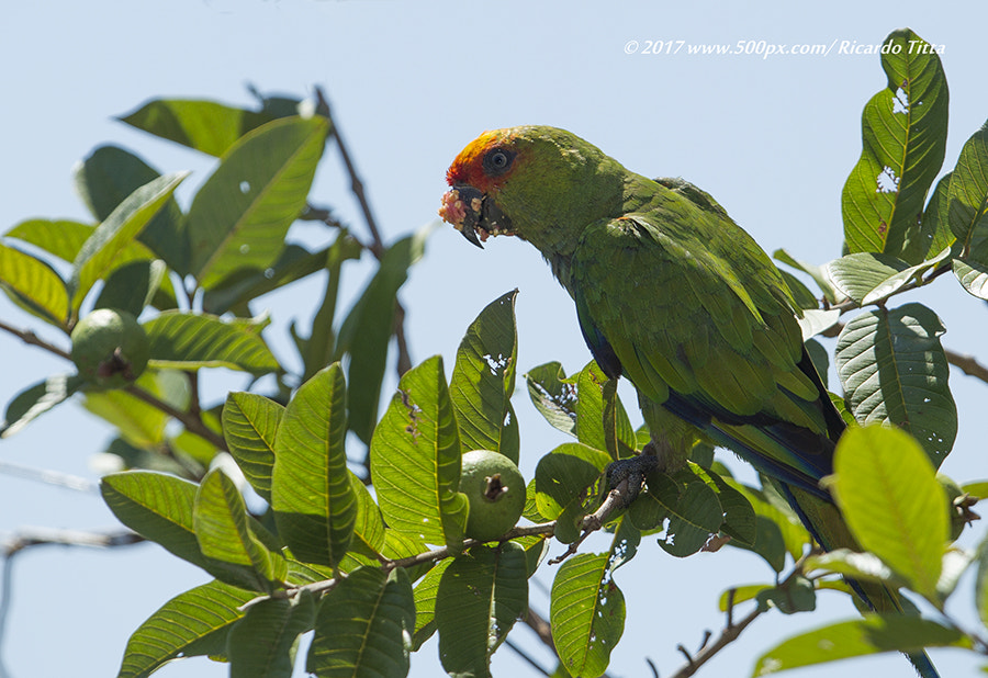 Canon EF 400mm F2.8L IS USM sample photo. _a5d8029-2.jpg photography