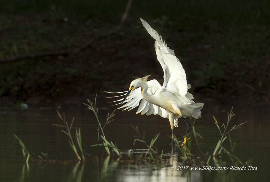 Canon EOS-1D Mark IV + Canon EF 400mm F2.8L IS USM sample photo. Ad photography