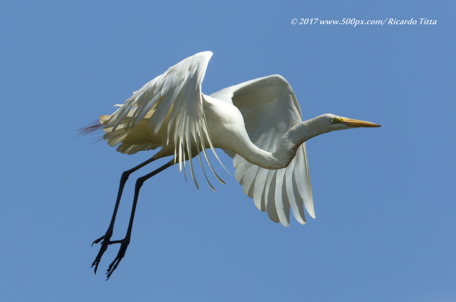 Canon EF 400mm F2.8L IS USM sample photo. Ad photography