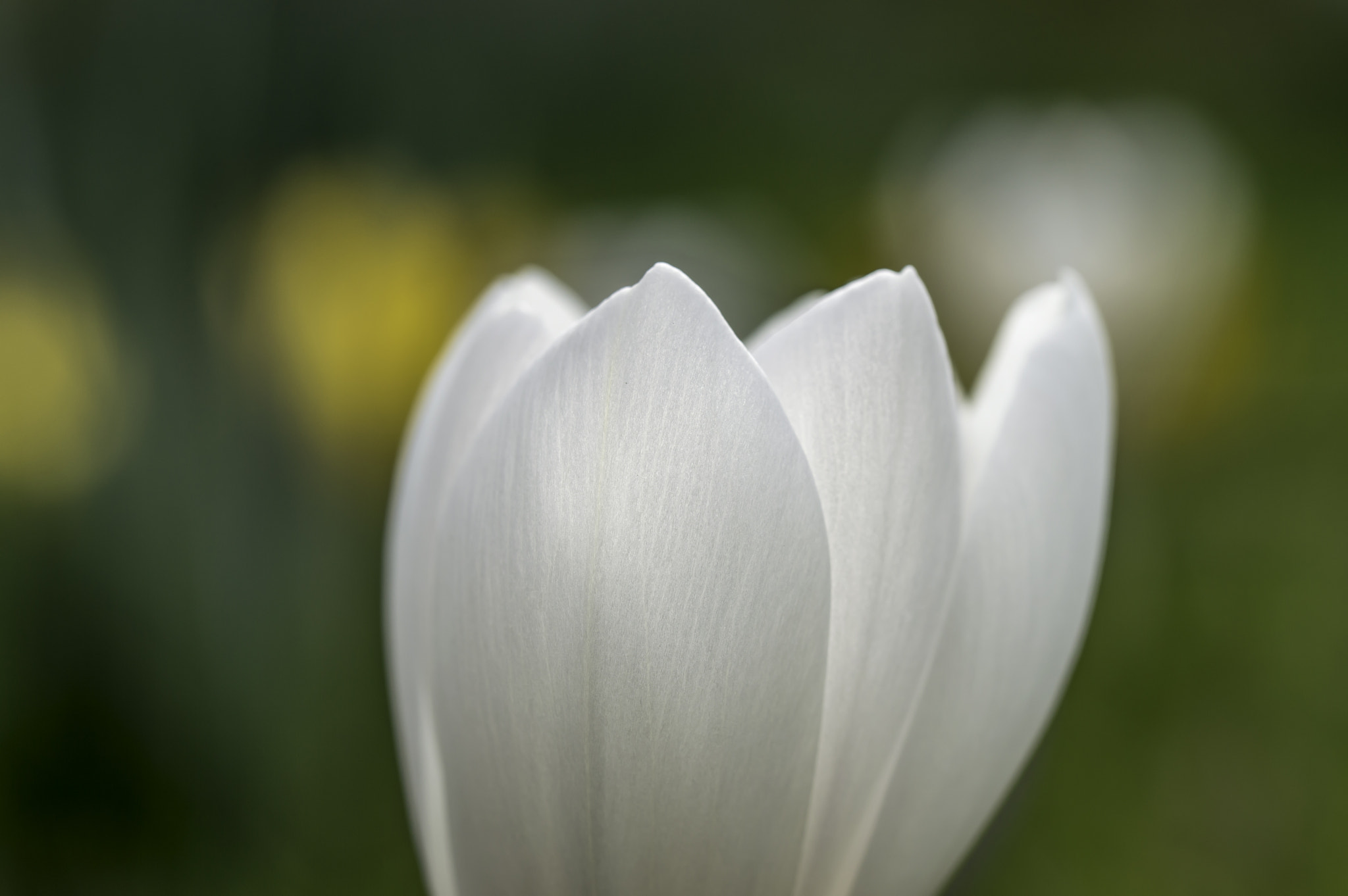 Nikon D3200 sample photo. Morning crocus photography