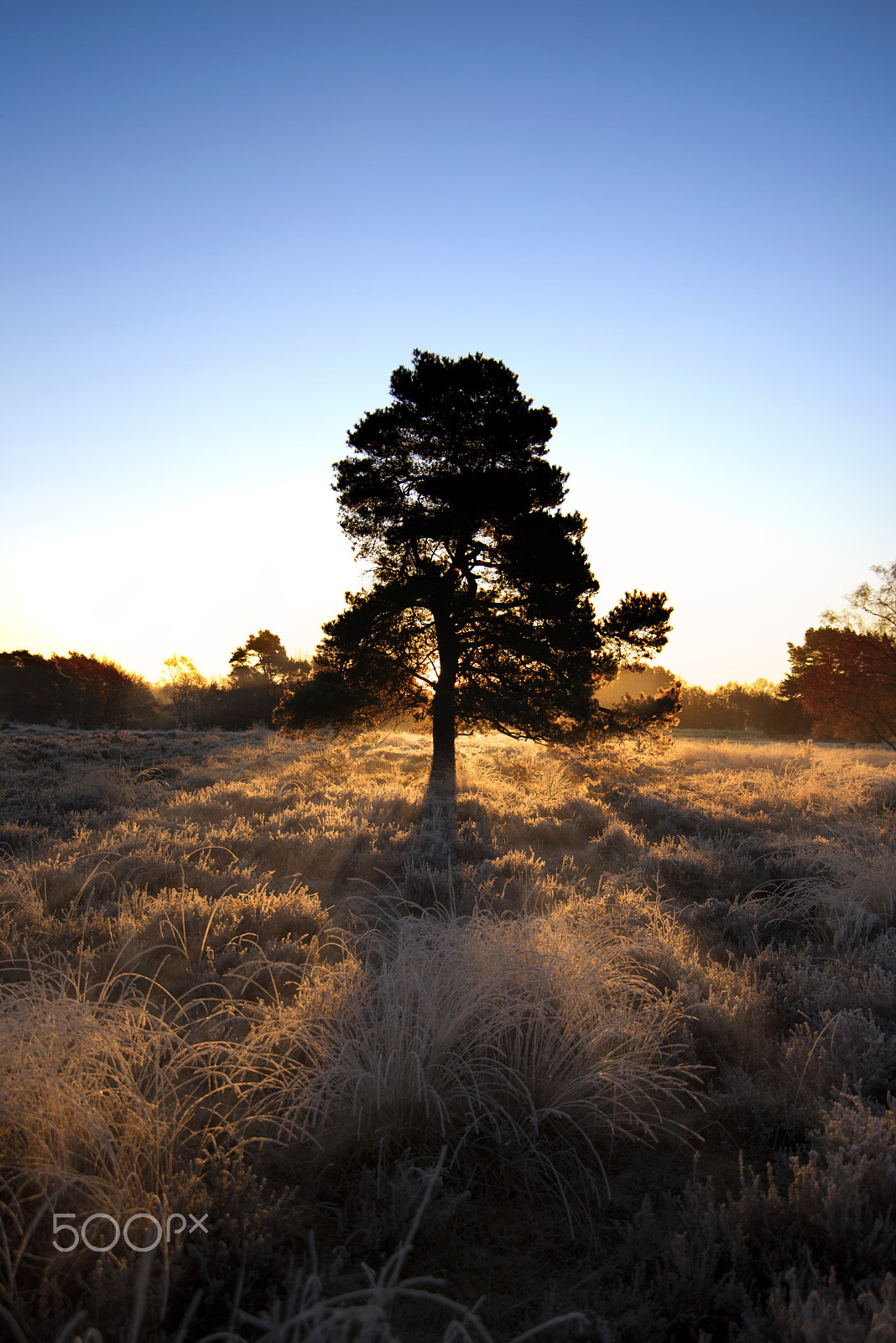 Tokina AT-X 16-28mm F2.8 Pro FX sample photo. Wintertree photography