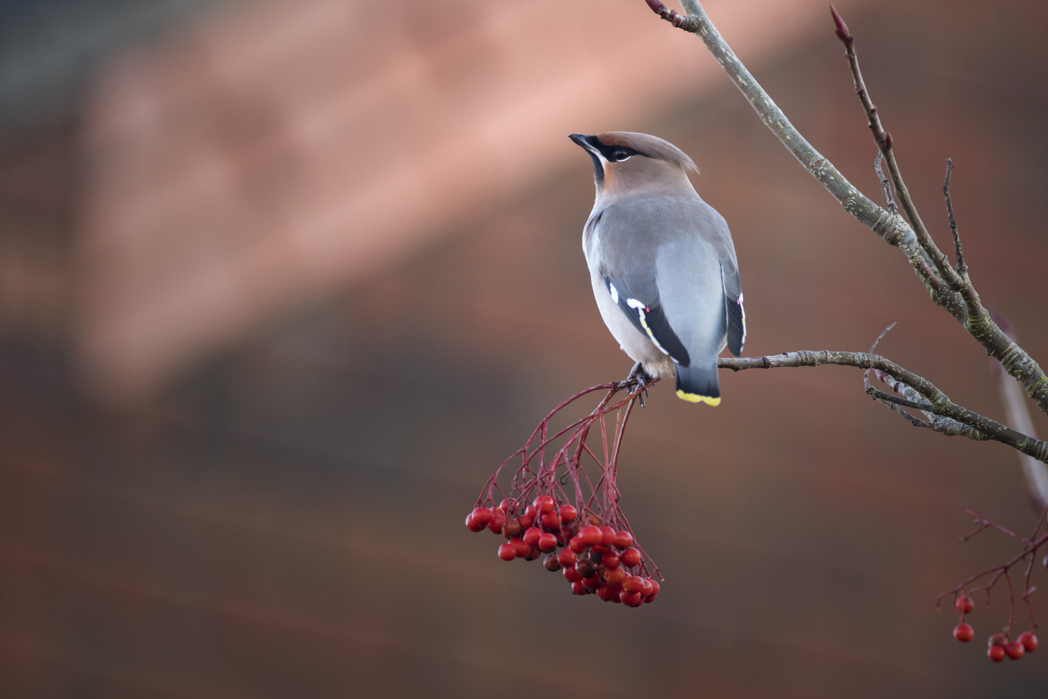 Sony a7R II + Canon EF 400mm F5.6L USM sample photo. Waxwing photography