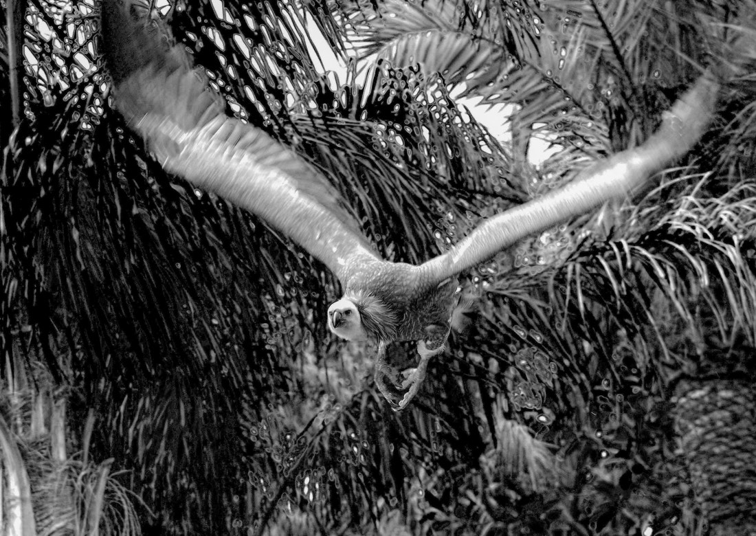 Nikon D300 sample photo. Flying predatory photography
