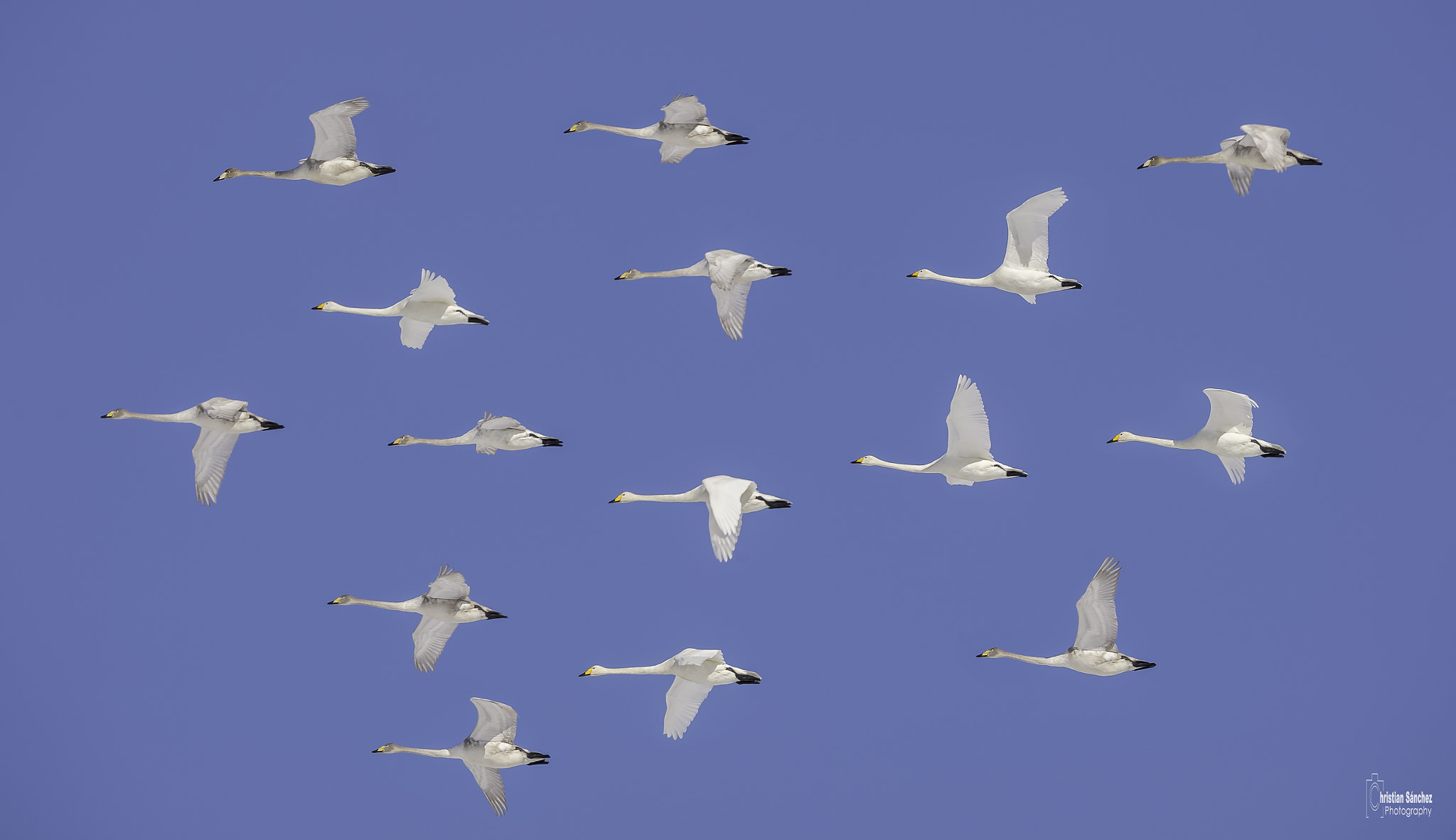 Nikon D4 + Nikon AF-S Nikkor 600mm F4G ED VR sample photo. Whooper swan photography