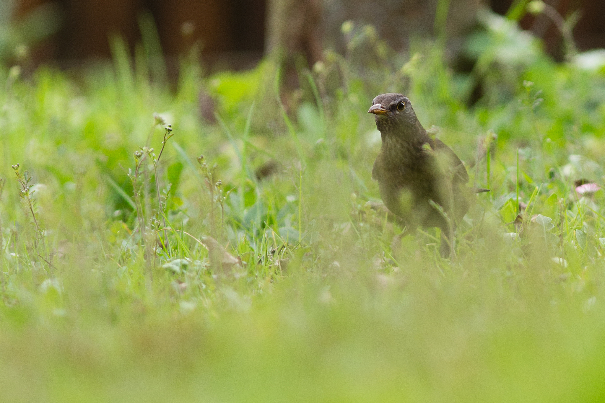 Canon EOS 6D + Canon EF 300mm F4L IS USM sample photo. Amsel im garten photography