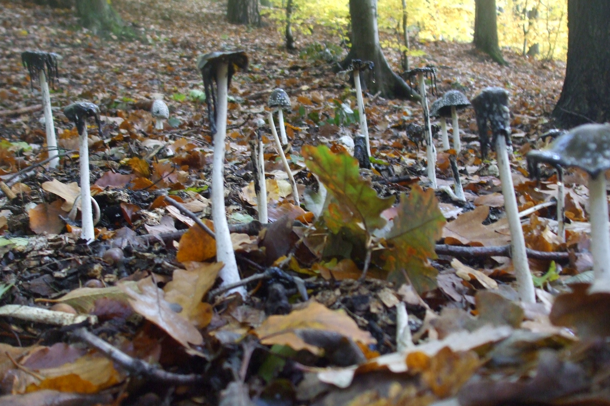 Fujifilm FinePix A820 sample photo. Coprinus comatus photography