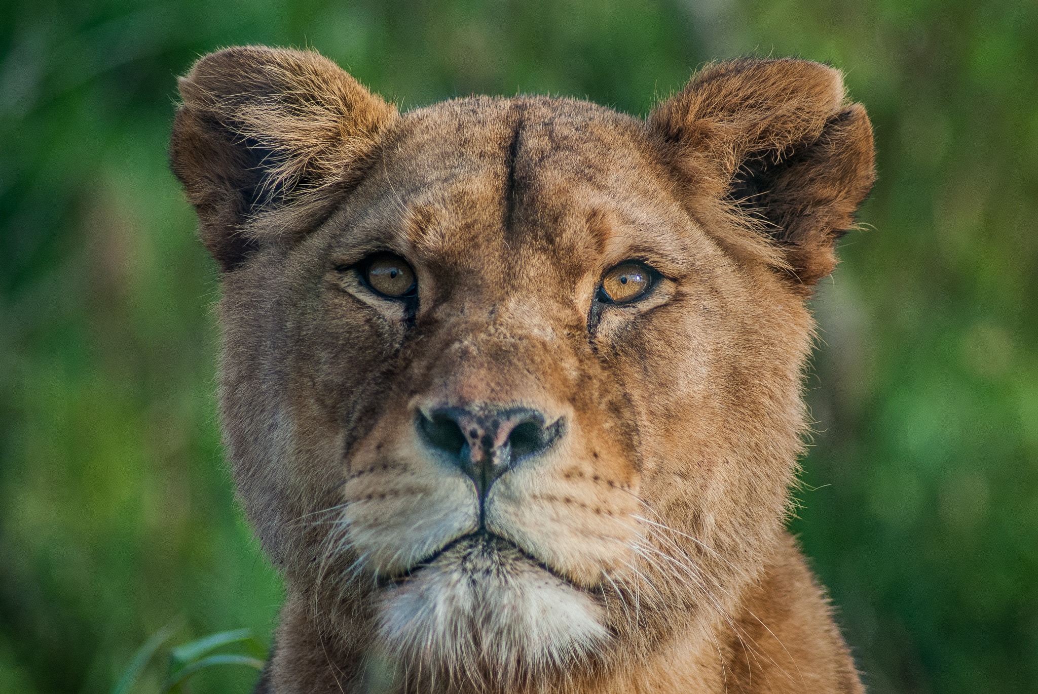 Nikon D40X + Sigma 50-150mm F2.8 EX APO DC HSM II + 1.4x sample photo. Lioness photography