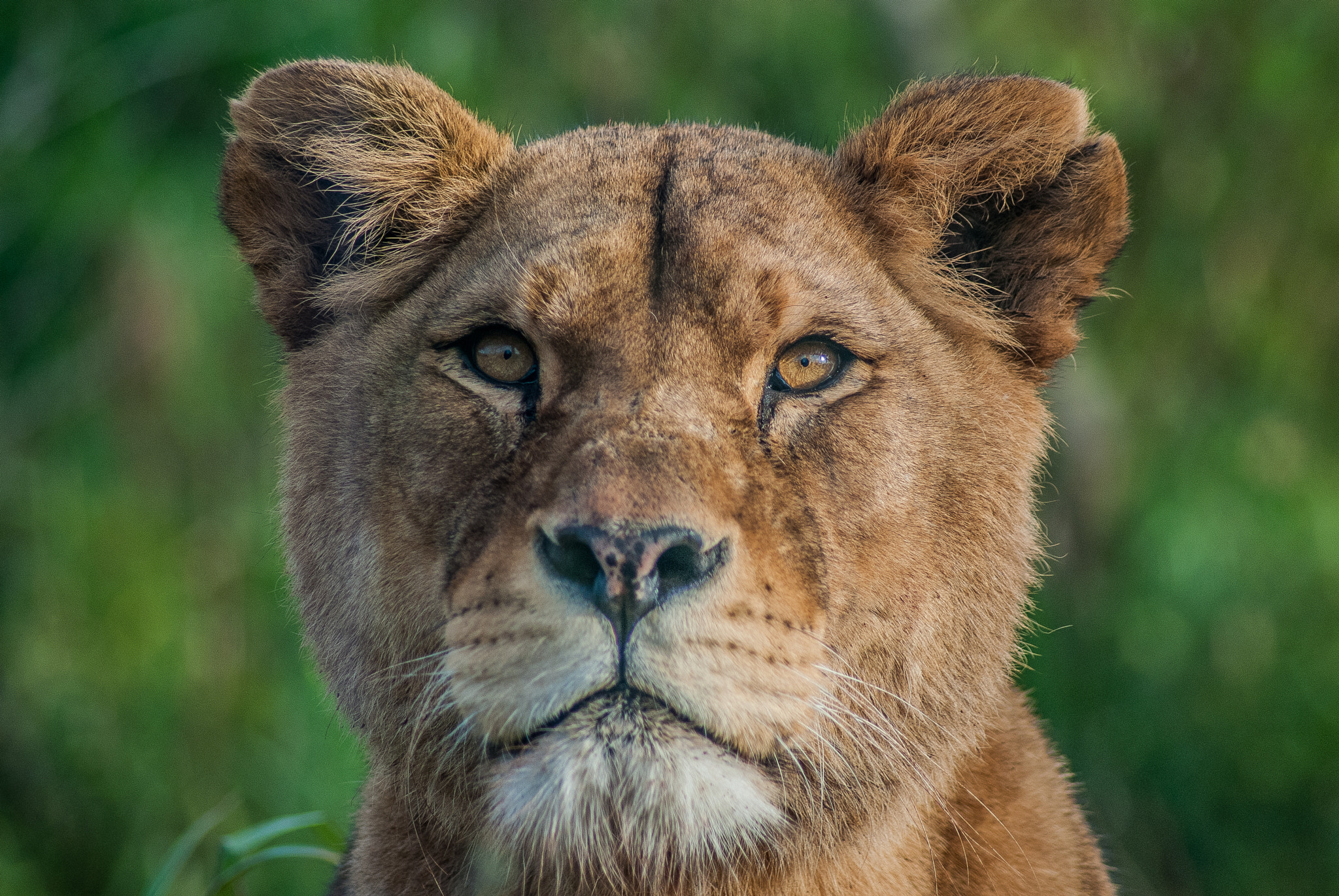 Nikon D40X sample photo. Lioness photography