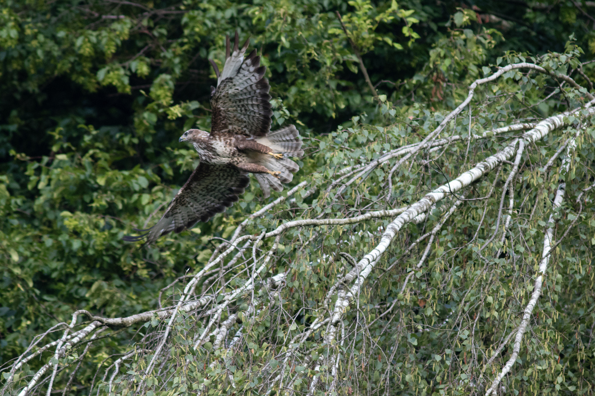 Canon EF 300mm F4L IS USM sample photo. Common buzzard photography
