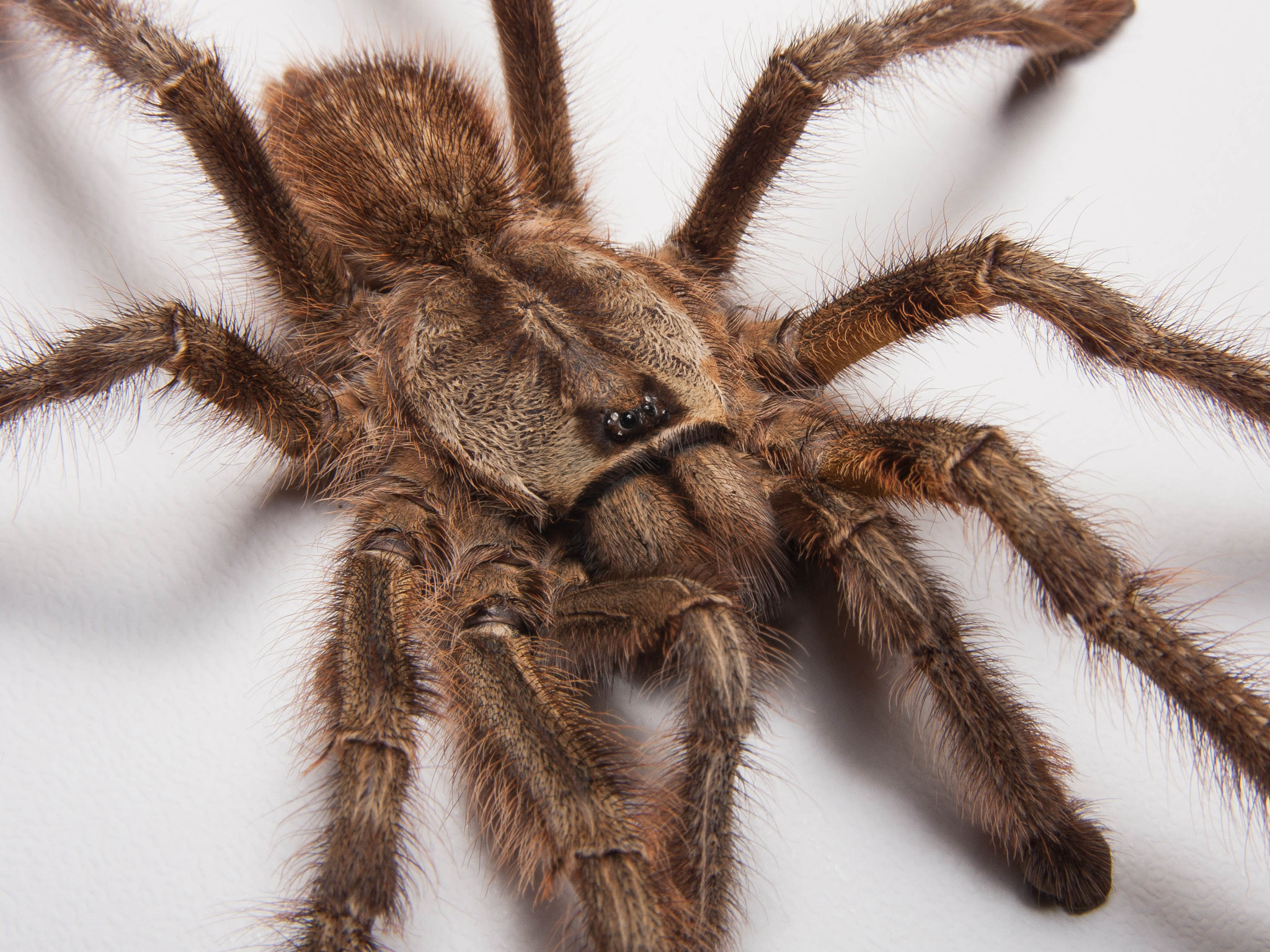 Canon EOS 40D sample photo. Poecilotheria regalis male photography