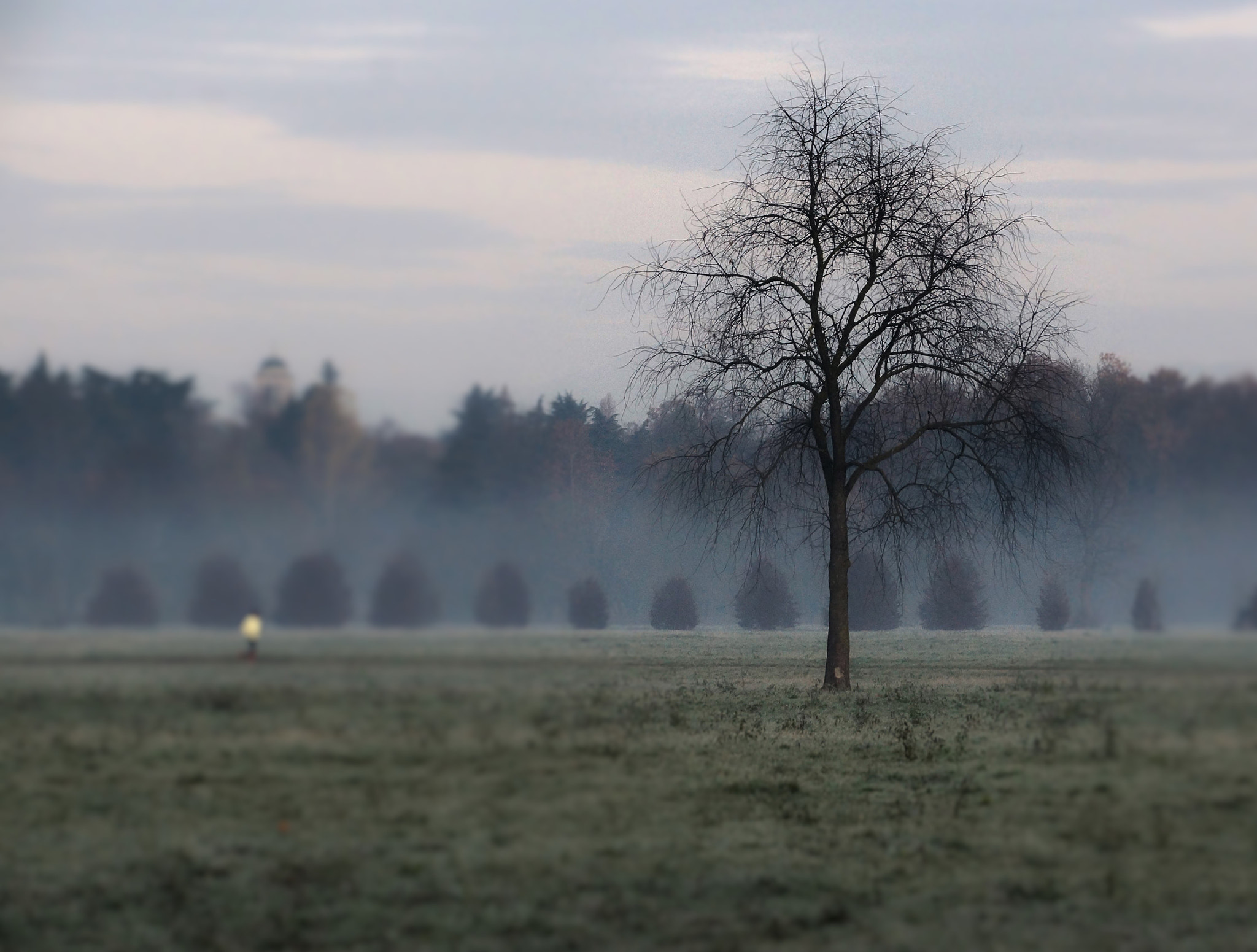 Sony SLT-A77 + DT 18-300mm F3.5-6.3 sample photo. L' albero photography