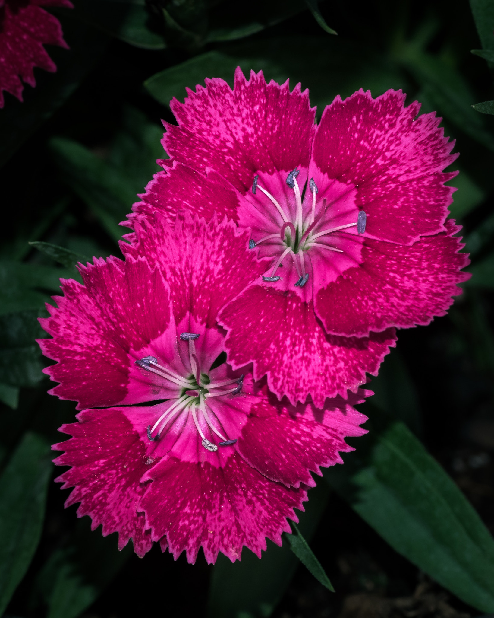 Olympus OM-D E-M1 + OLYMPUS 50mm Lens sample photo. Sweet william (dianthus barbatus) photography